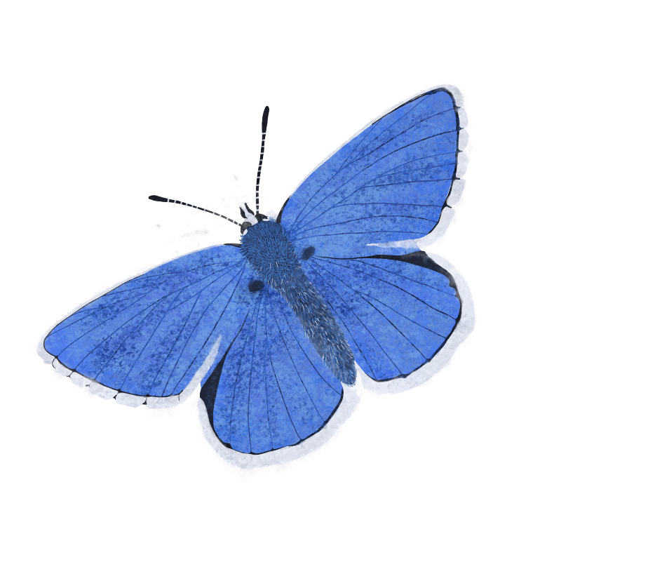 Illustration of a blue butterfly with detailed wings.