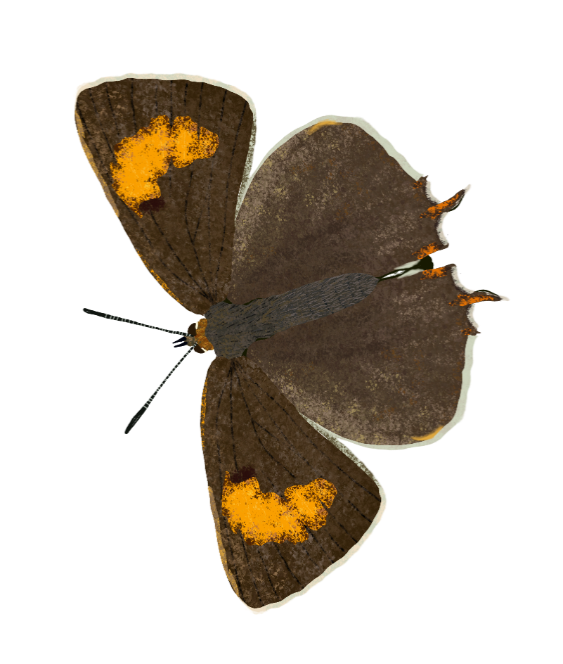 A brown butterfly with orange markings on its wings.