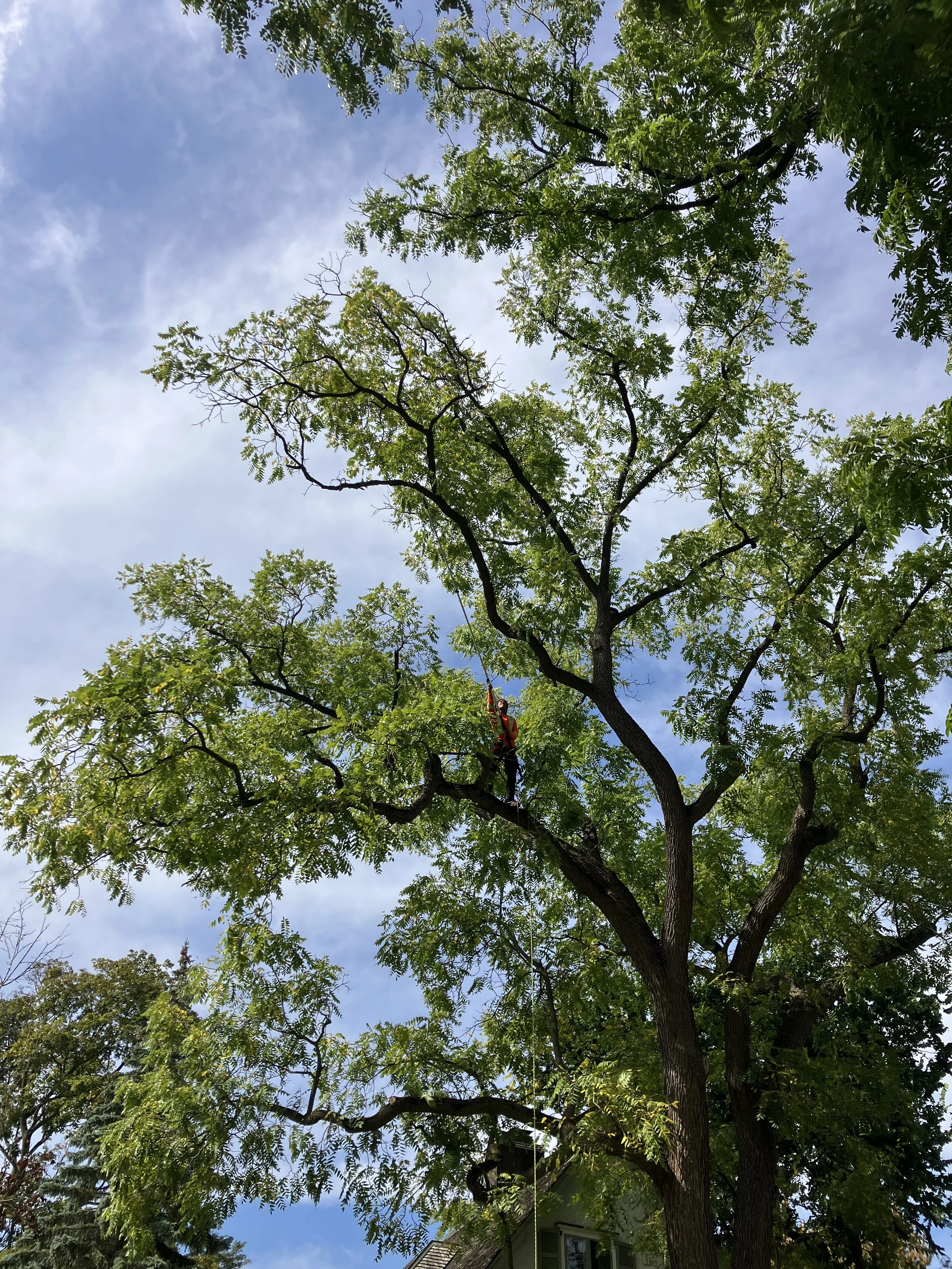 Residential Tree Care