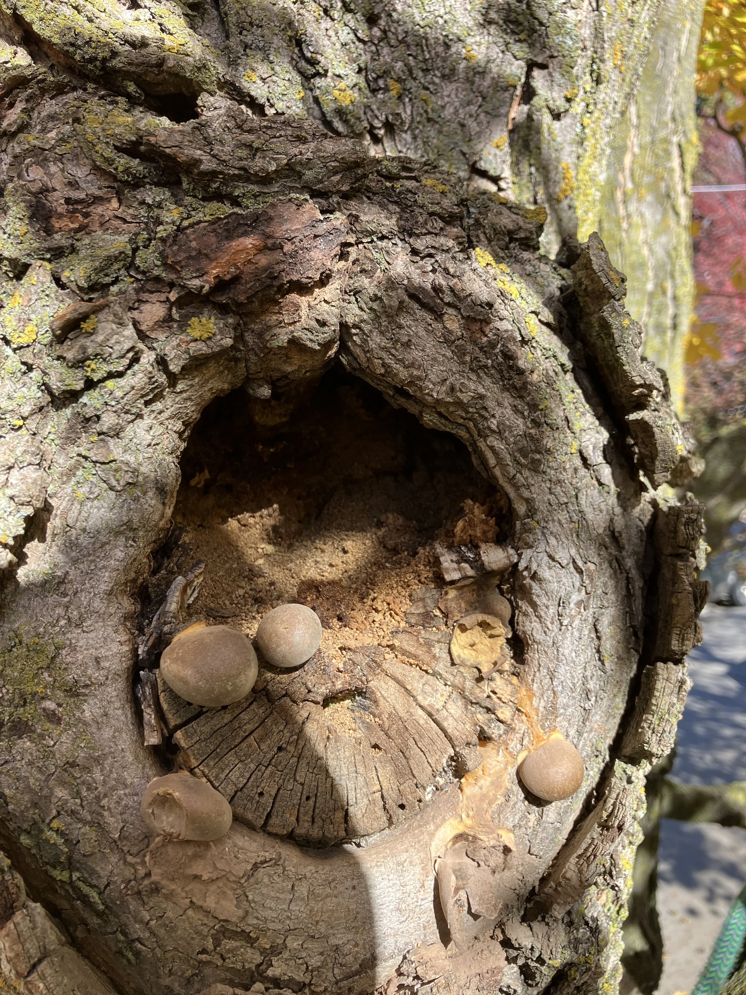 Advanced Tree Risk Assessment