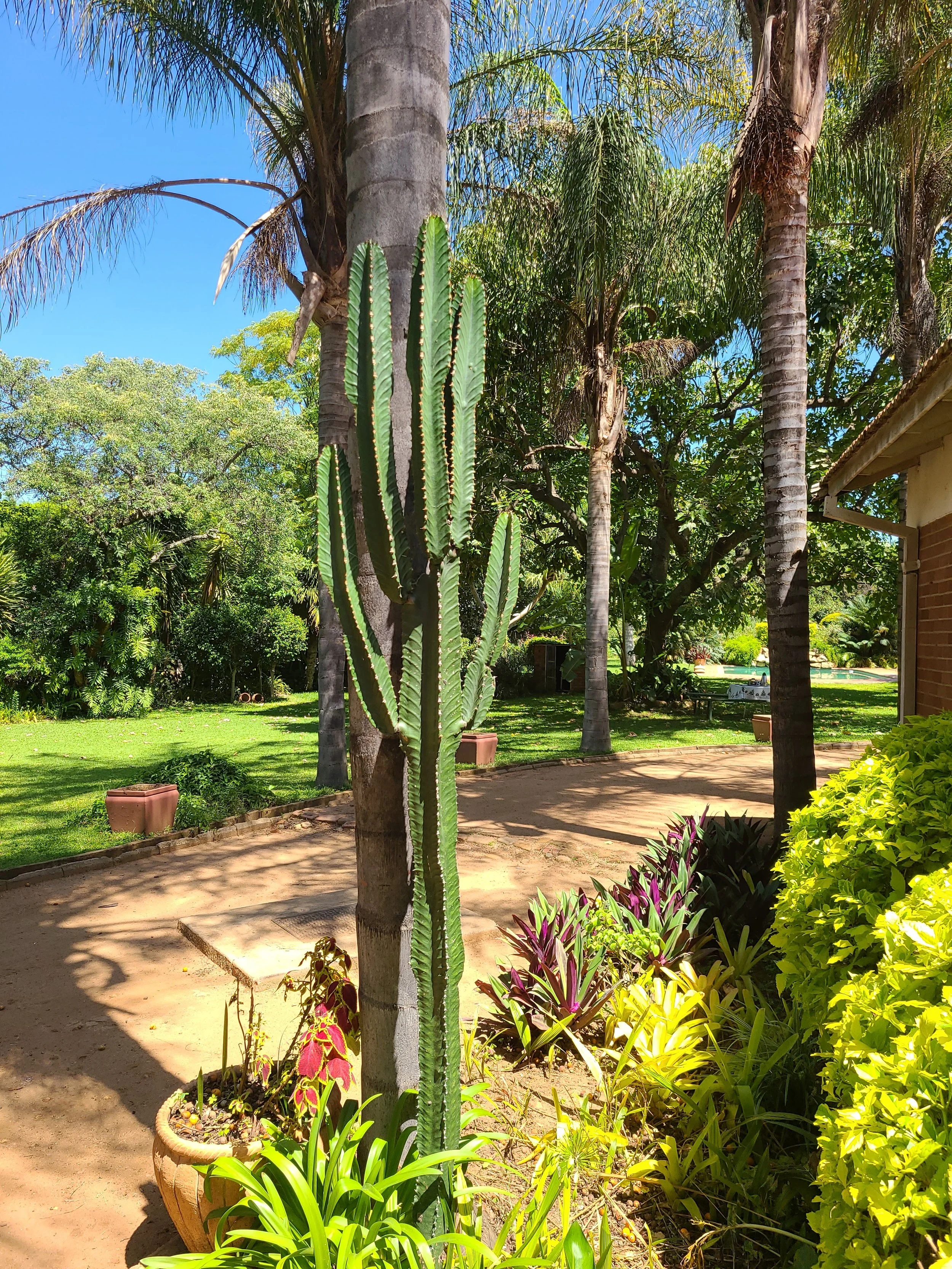 A backyard with a cactus growing close to a tree on a sunny day with clear blue sky, tropical plants, and a paved pathway.