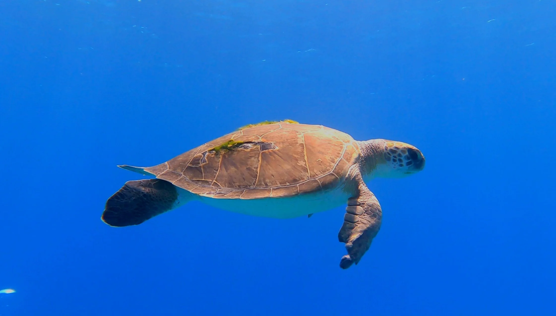 Green sea turtle