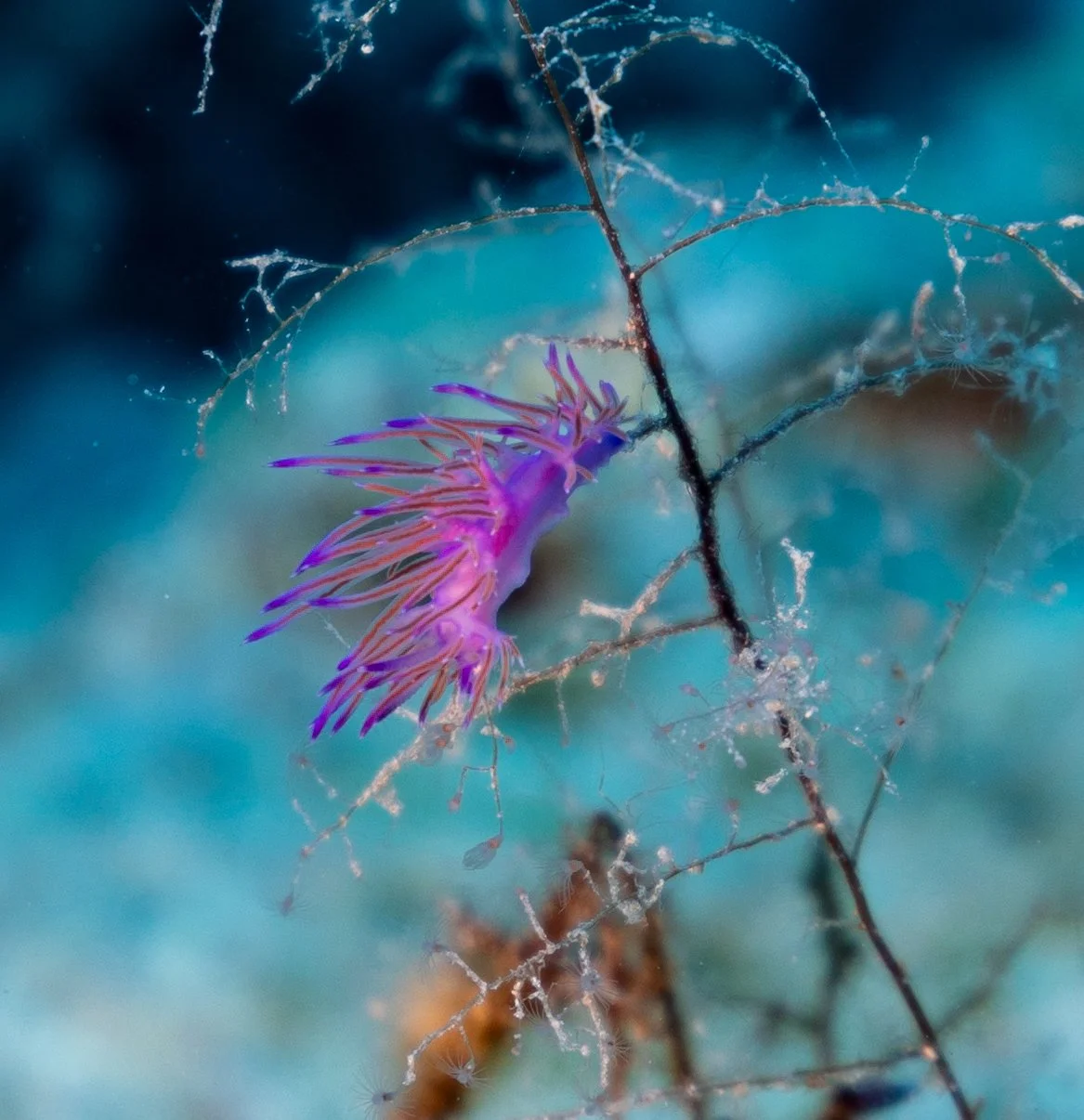 Pink flabellina nudibranch