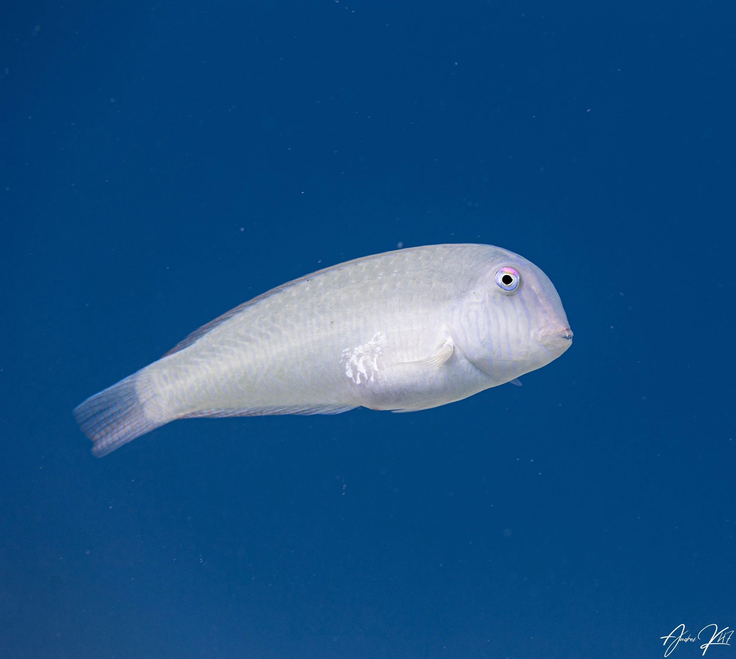 Pearly razorfish