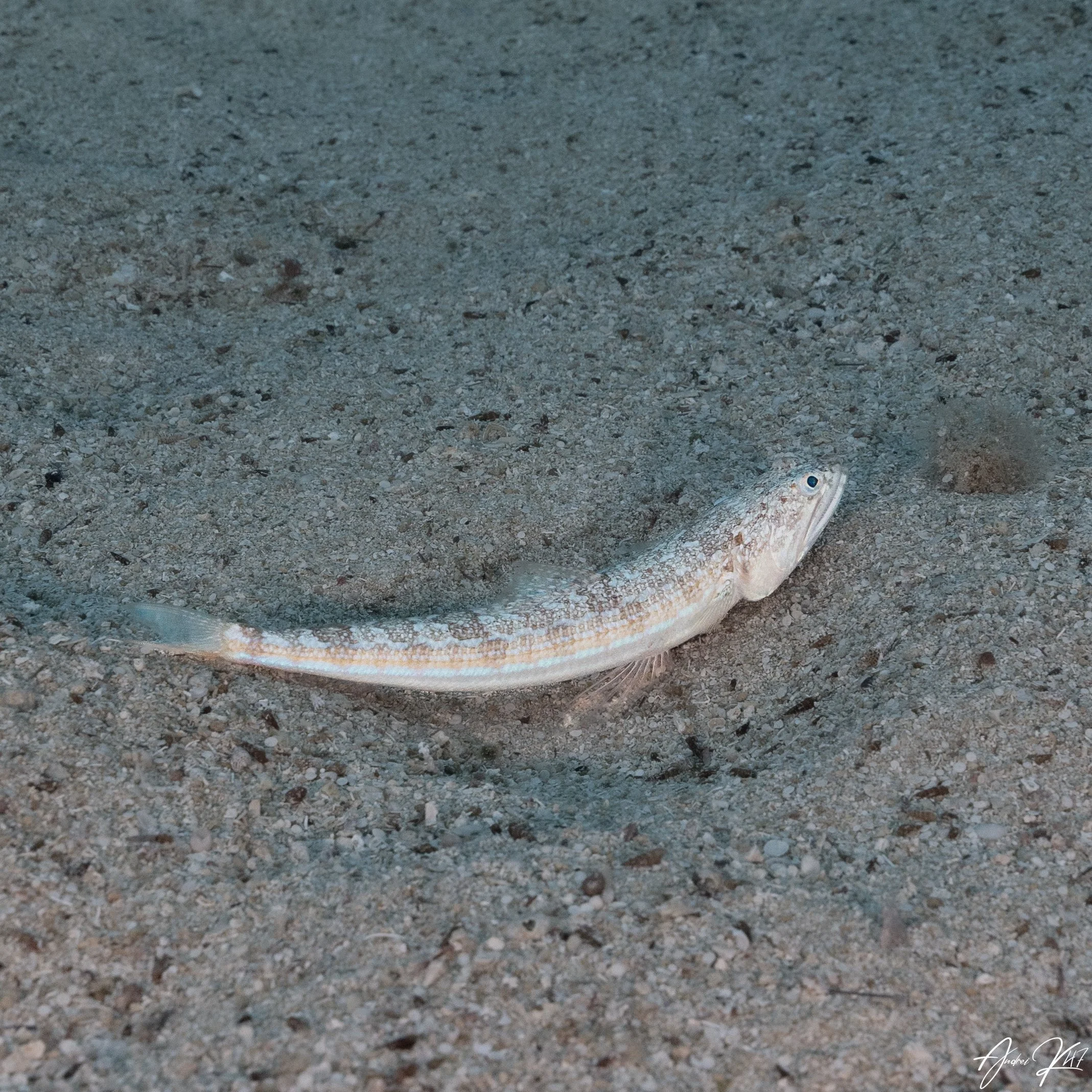 Atlantic lizardfish