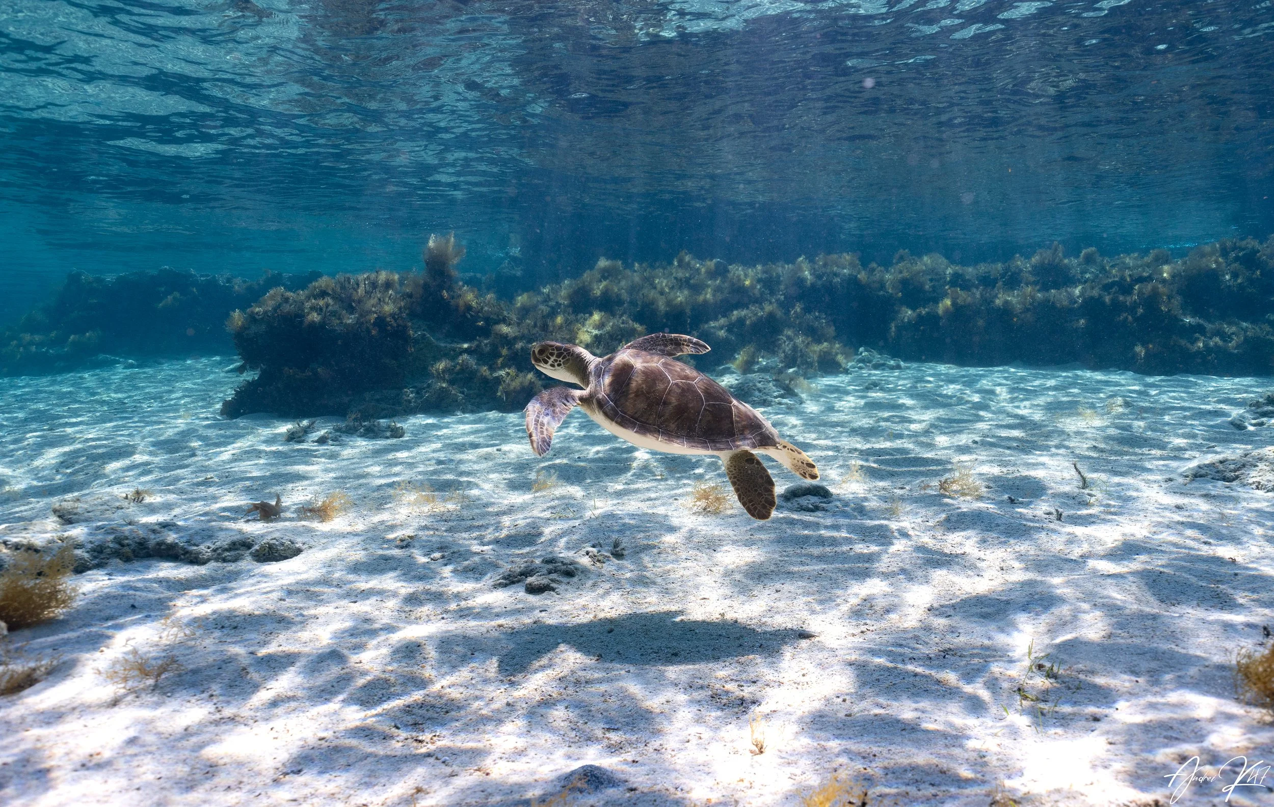 Green sea turtle - 1.jpg