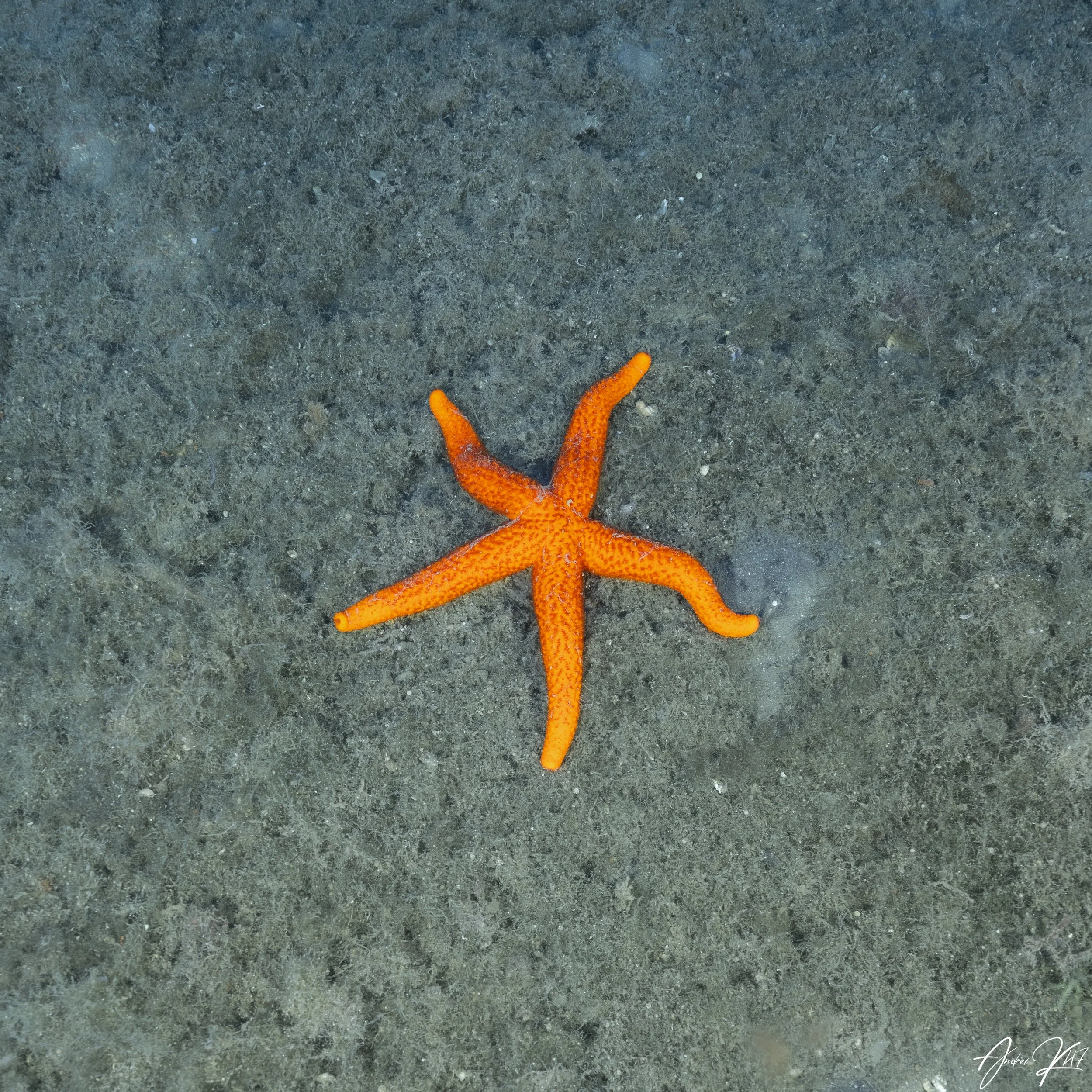 Red starfish