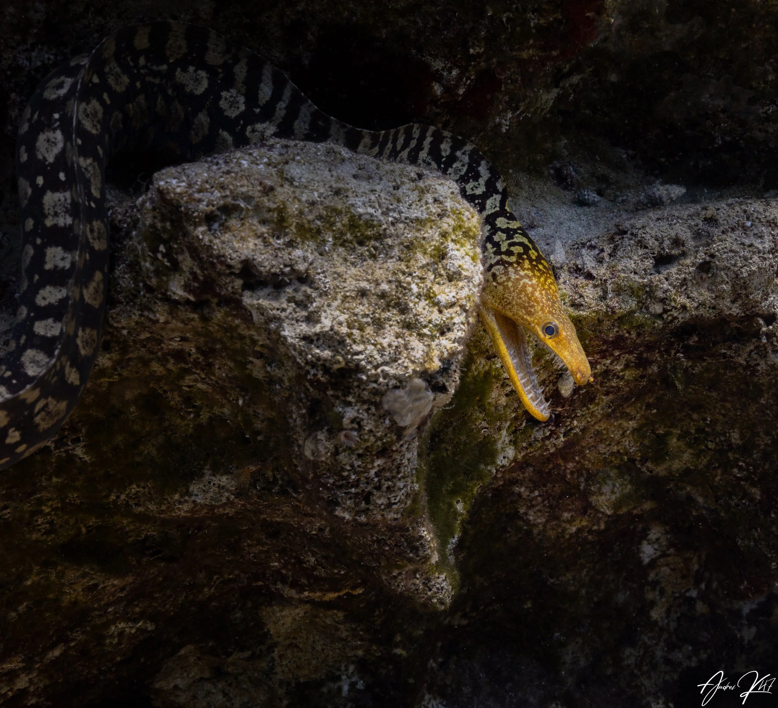 Fangtooth moray