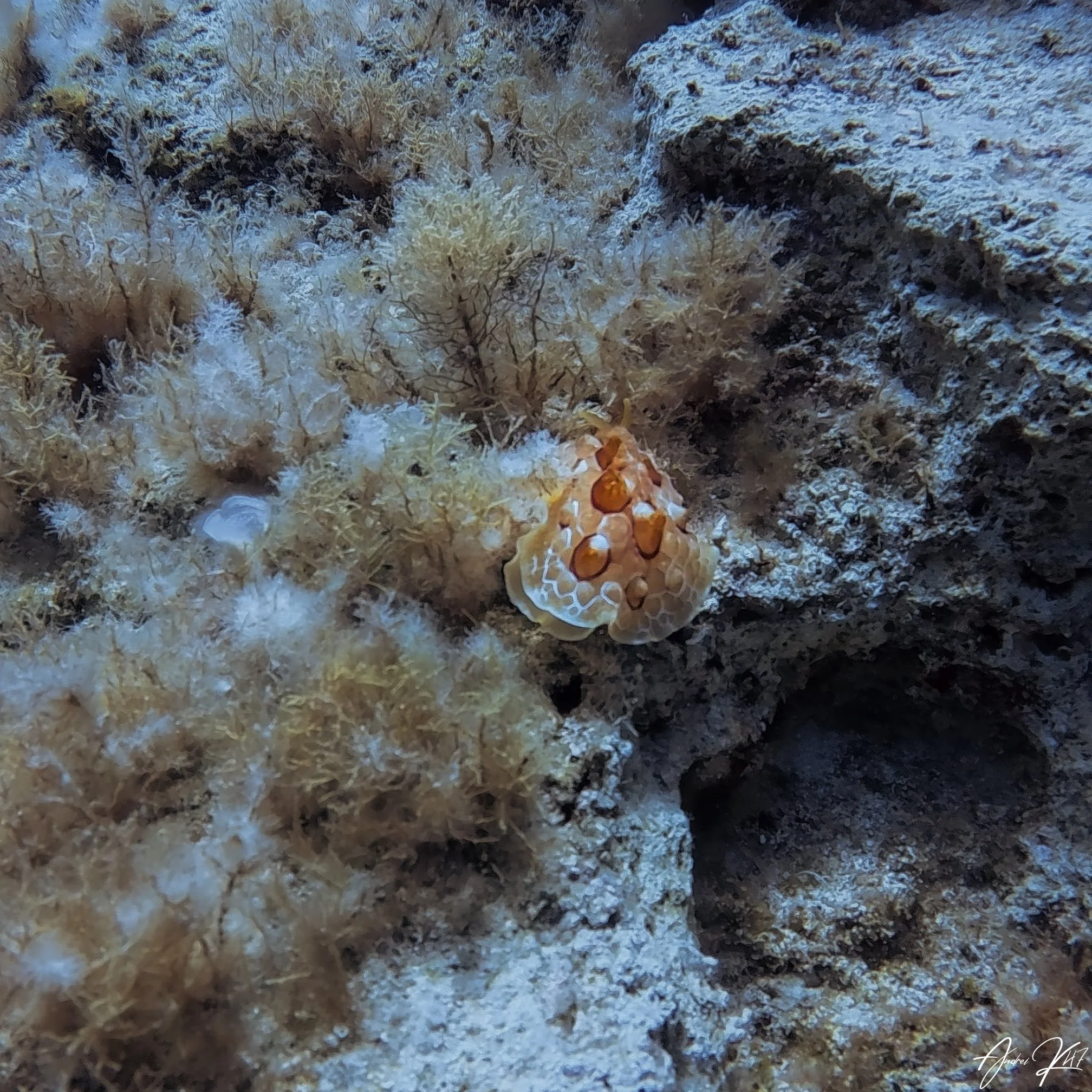 Pleurobranchus testudinarius (sea slug)