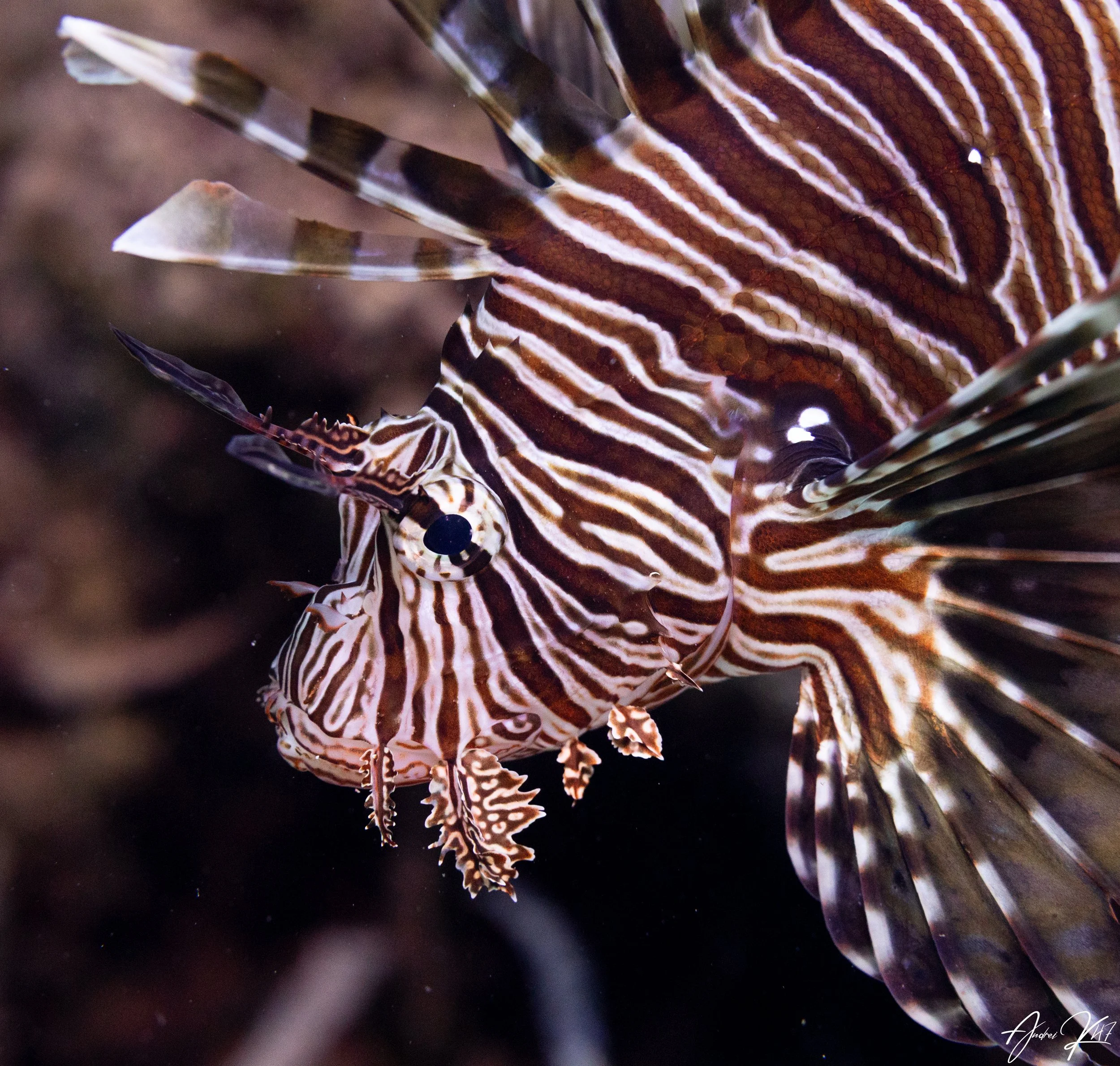Lionfish