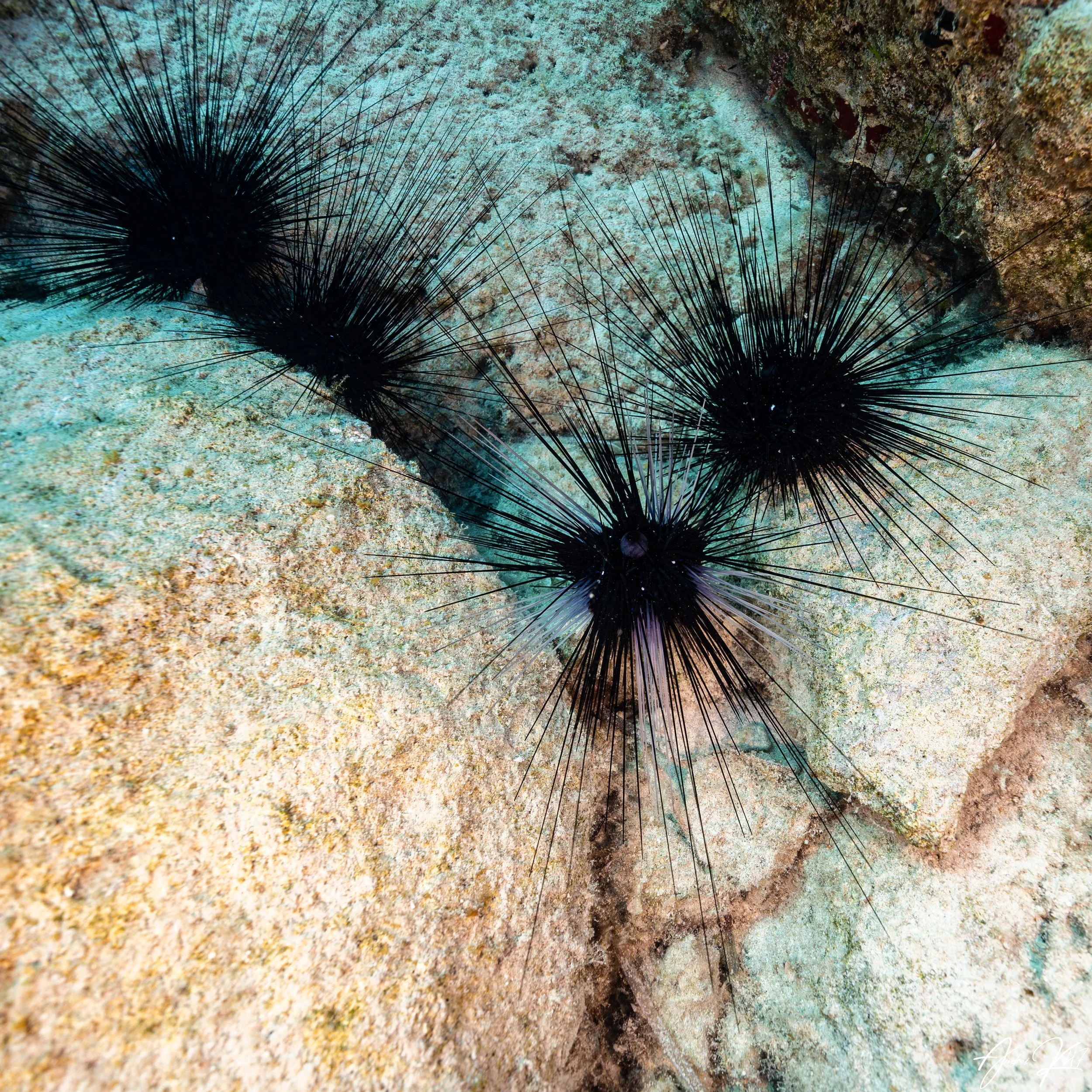 Sea urchin