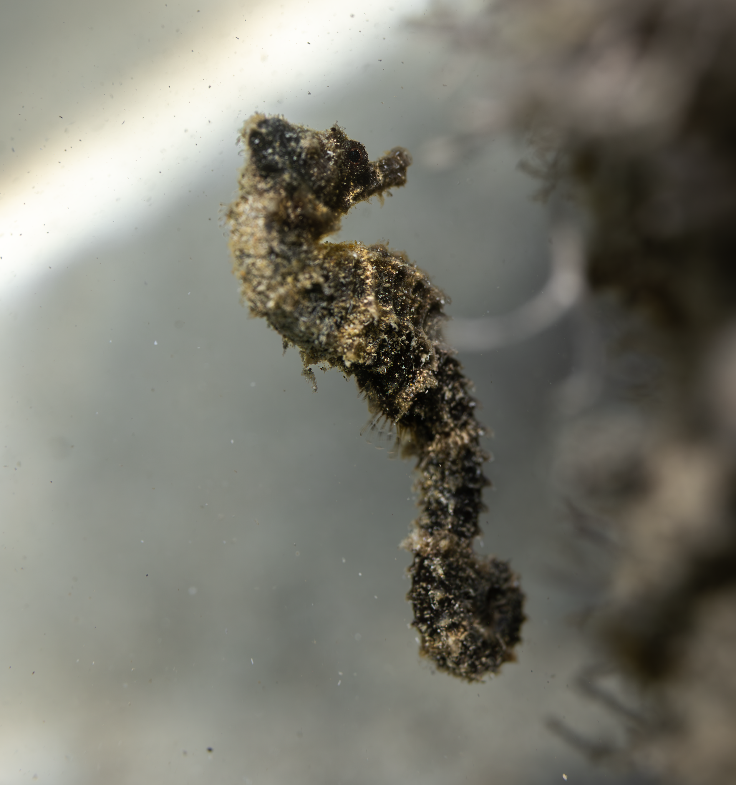 Short-snouted seahorse