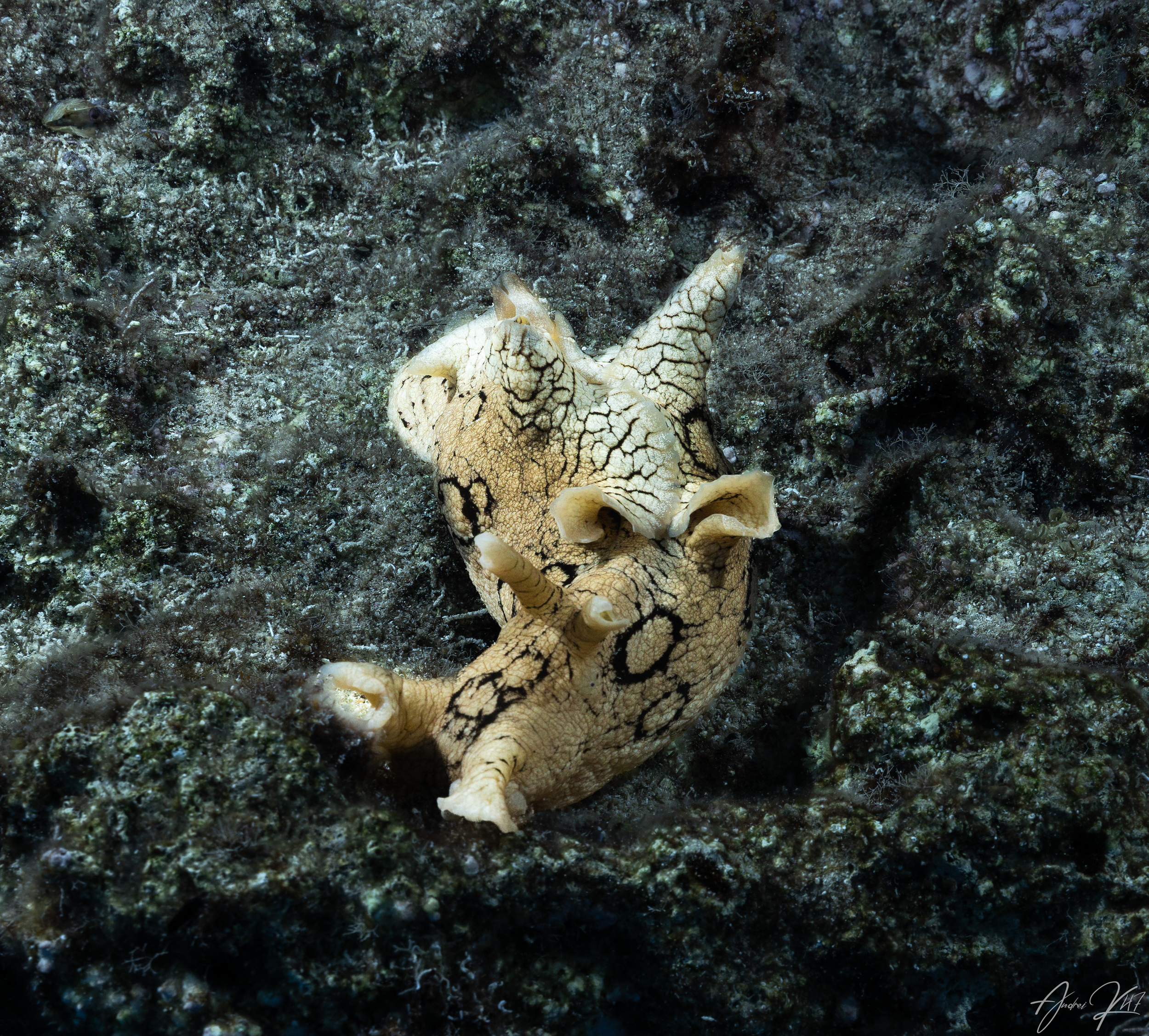 Spotted sea hare
