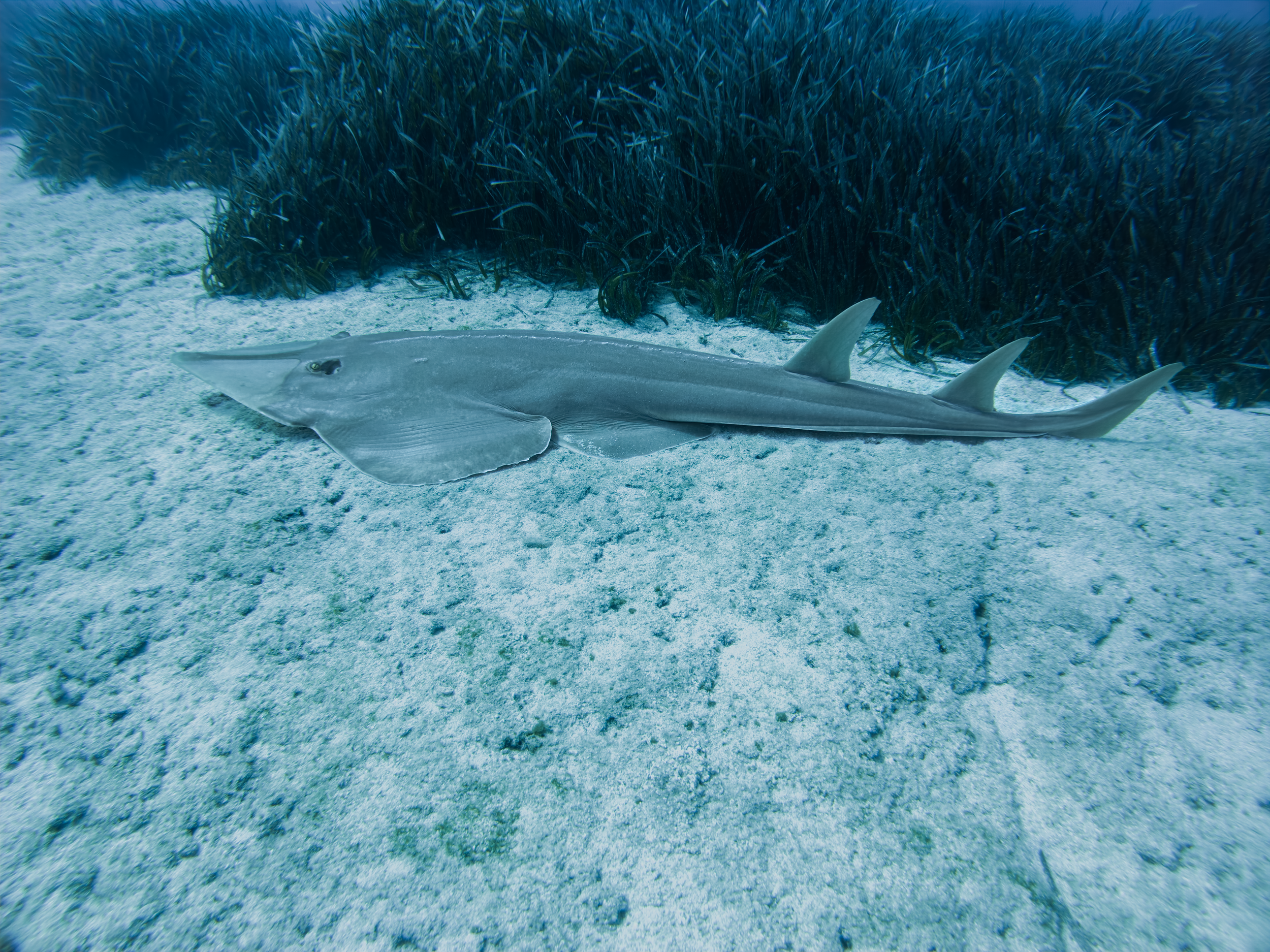 Blackchin guitarfish