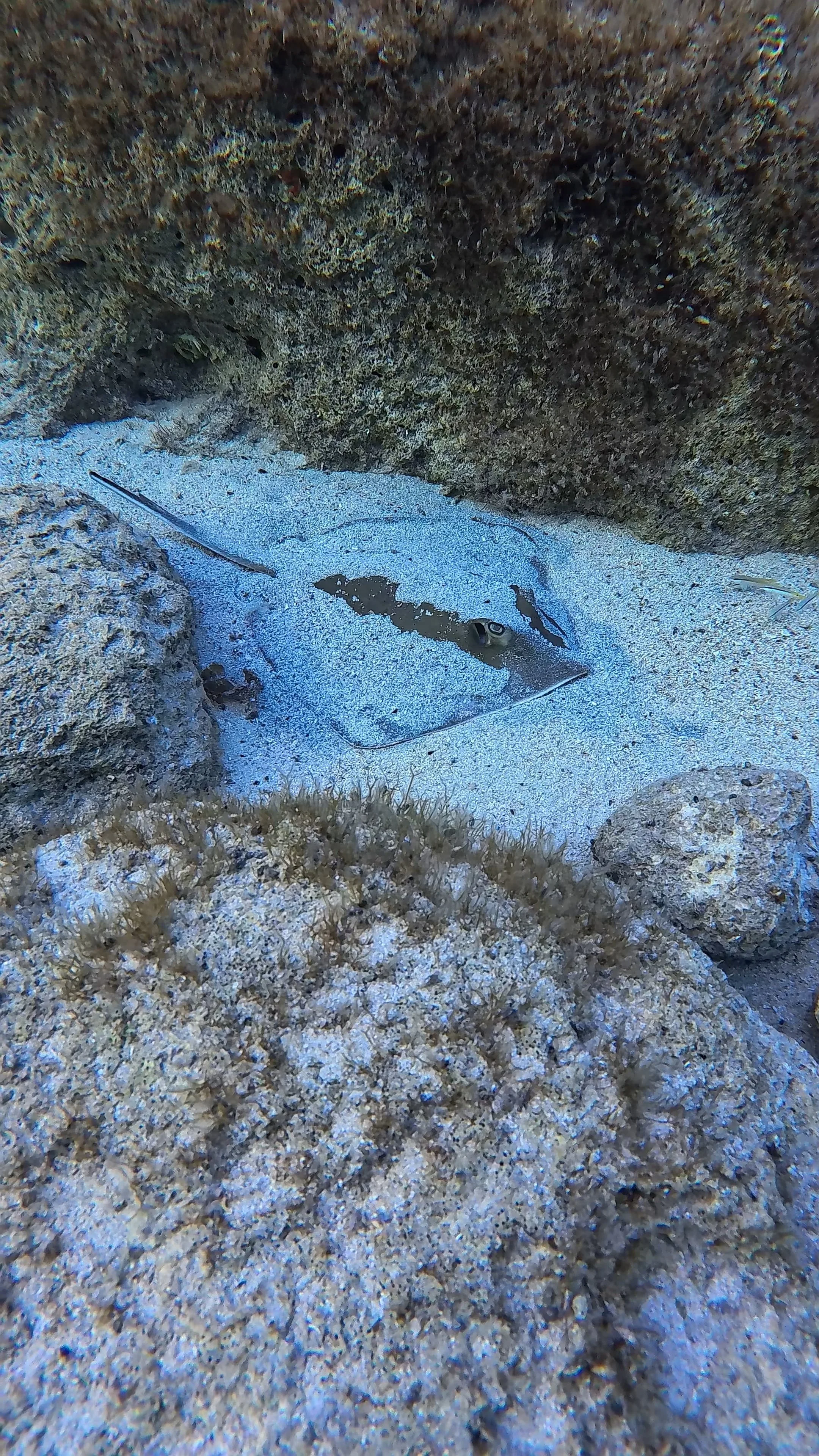Common stingray