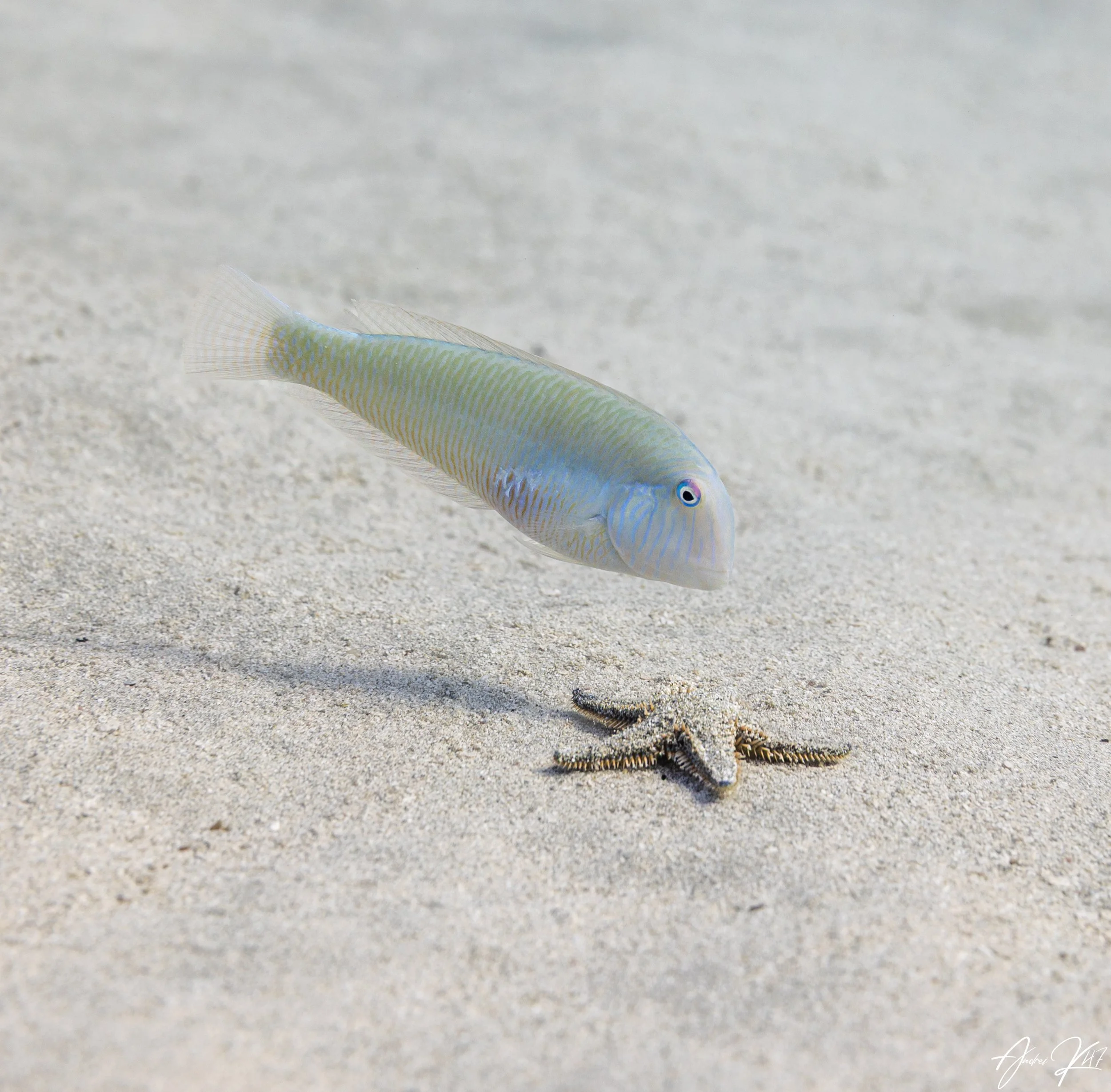 Pearly razorfish and spiny starfish