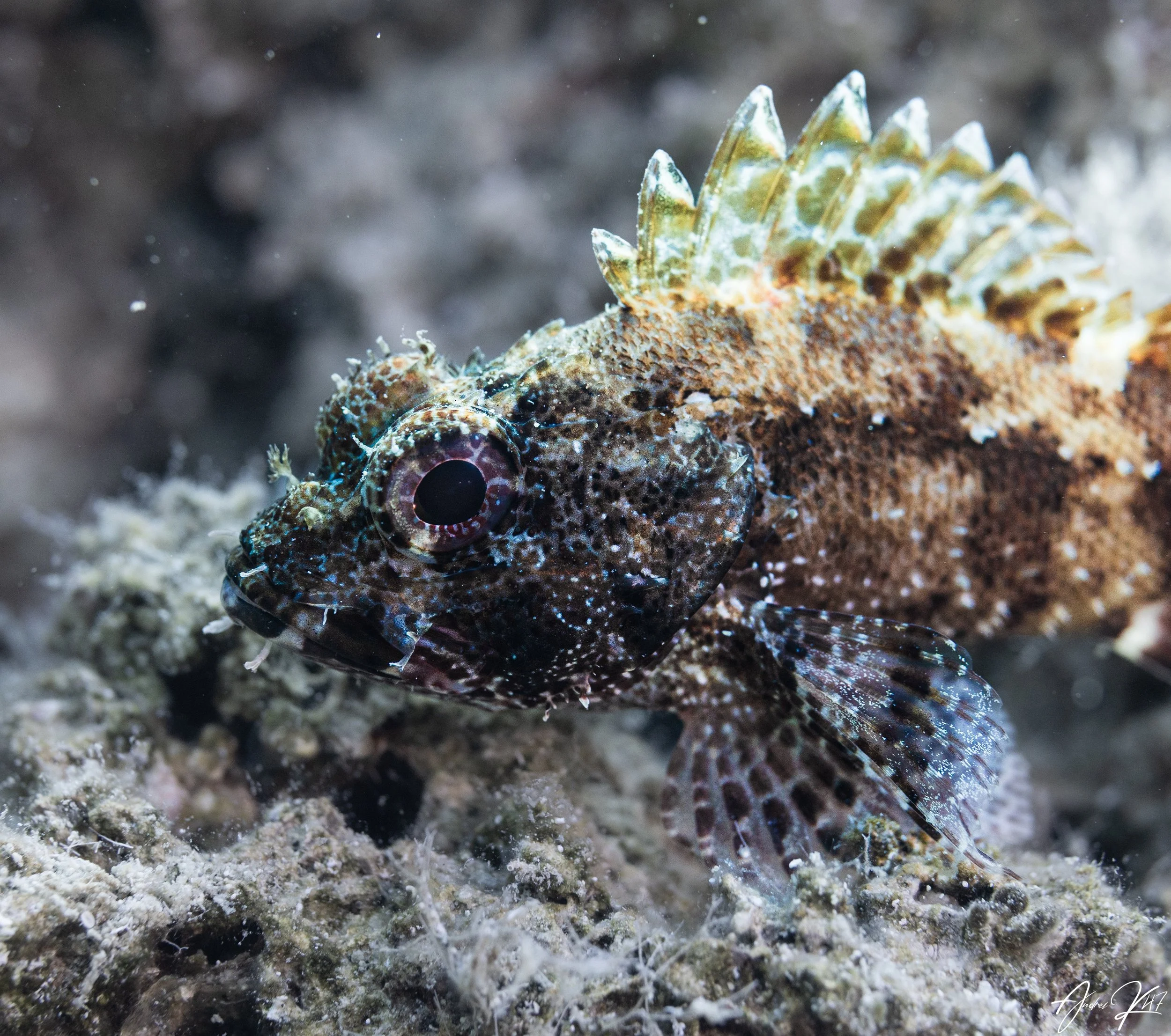 Small red scorpionfish