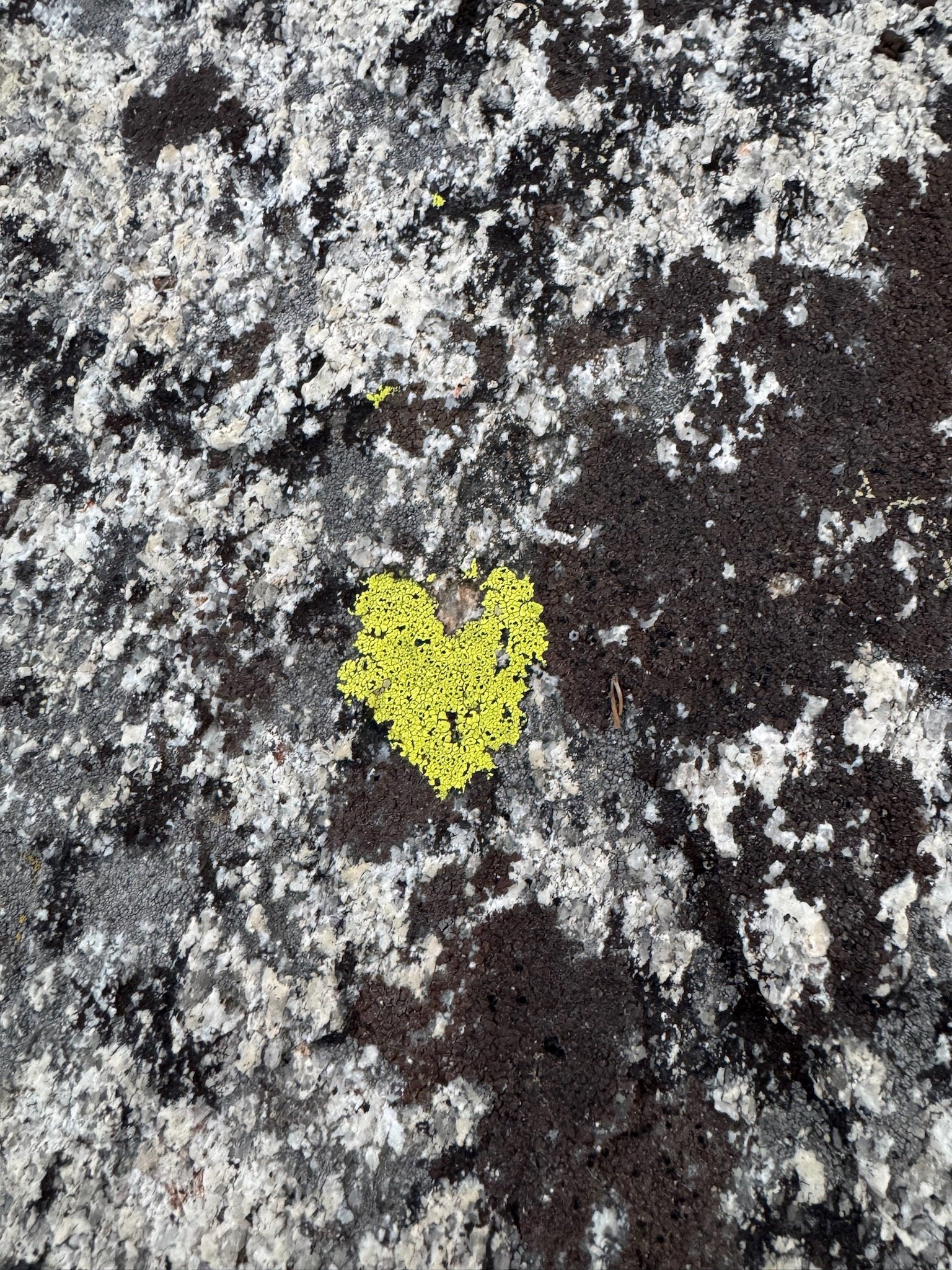 Yellow lichen forming a heart shape on a rough, patchy granite surface.