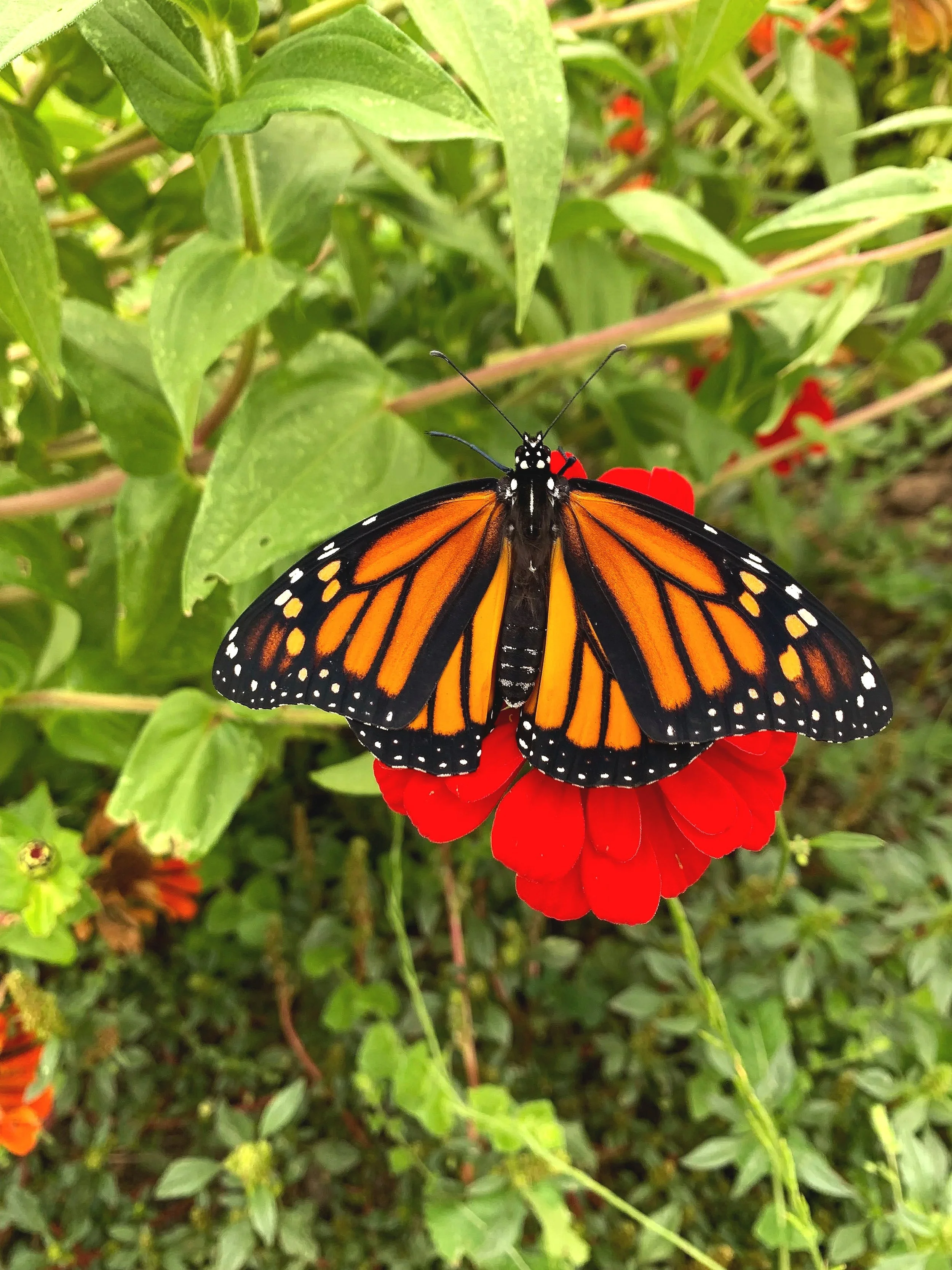 A monarch butterfly with orange and black wings perched on a red zinnia amidst green foliage.