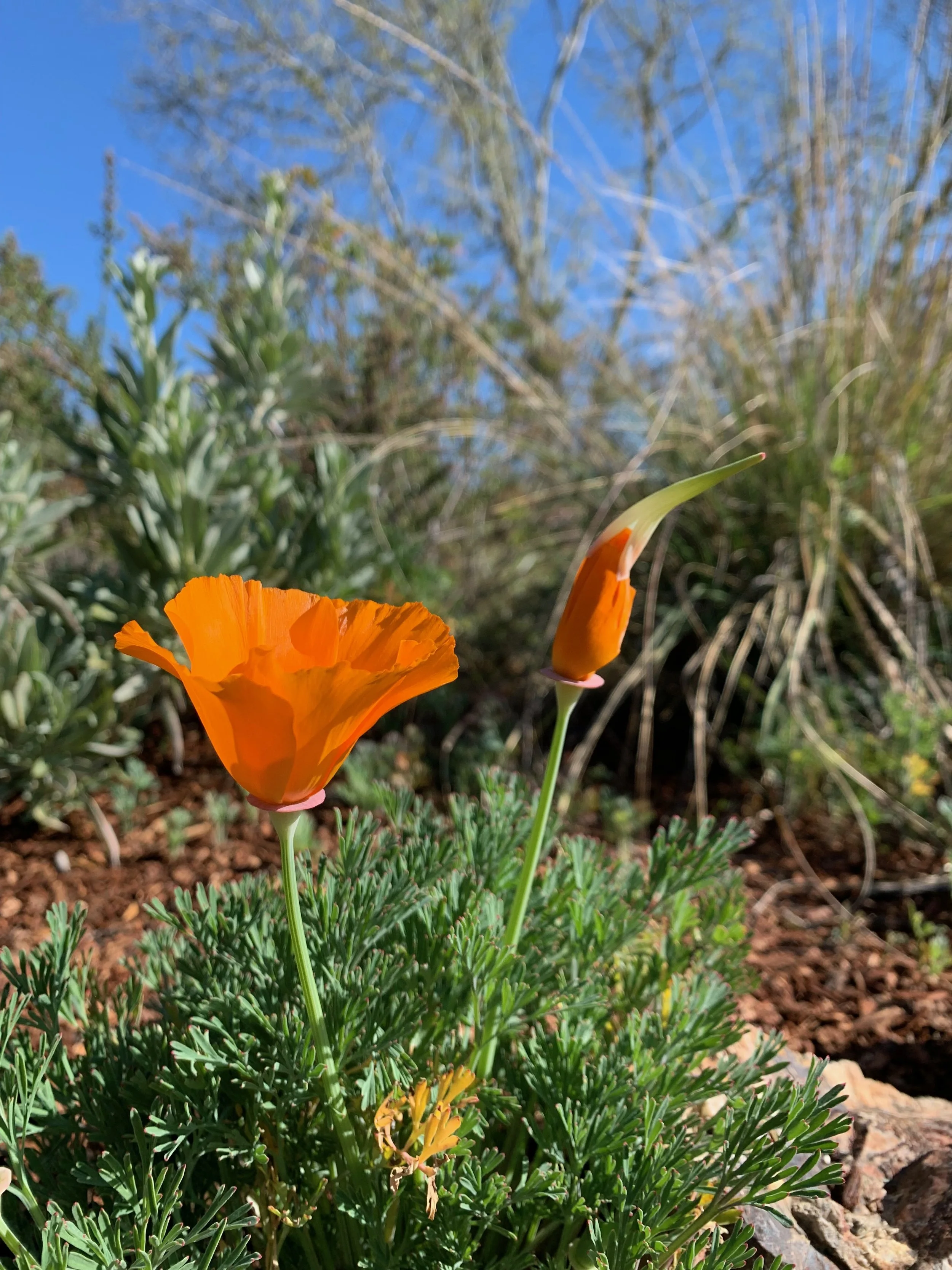 Close-up of orange California poppy flowers blooming among green foliage, with a clear blue sky and bare tree branches in the background.