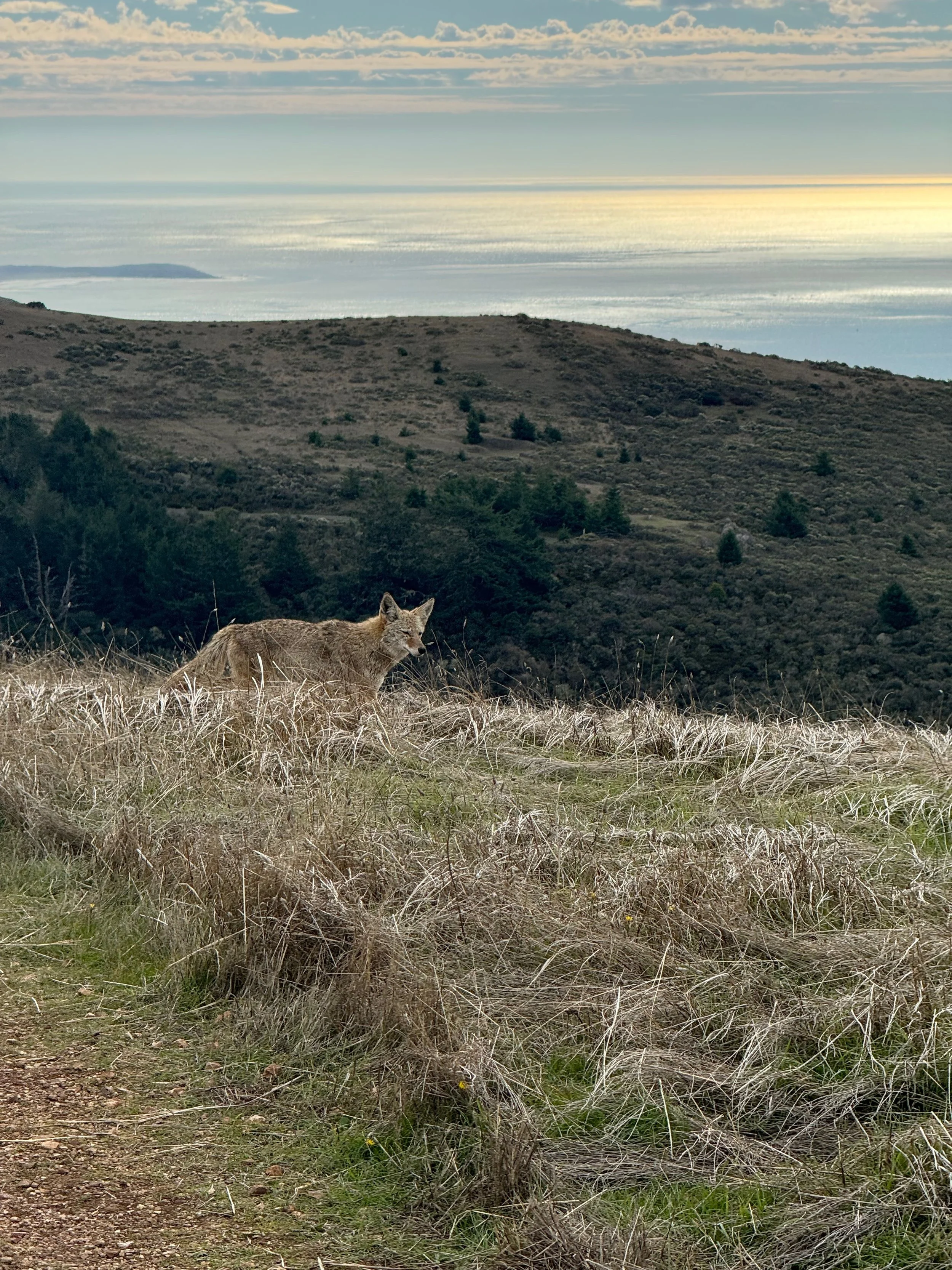 A coyote walking through dry grass on a hillside with a scenic Sonoma County ocean view in the distance.