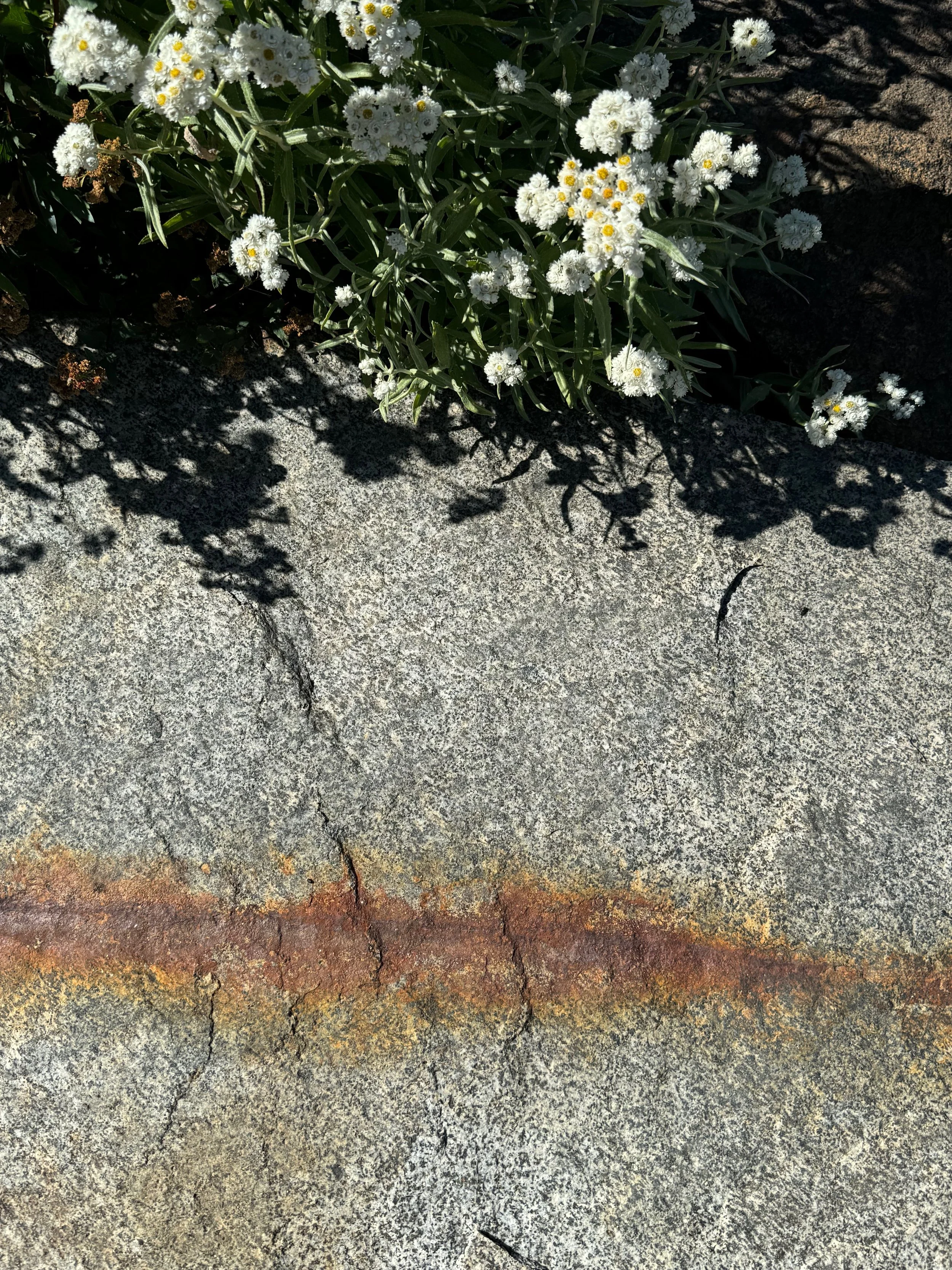 White flowers growing on a granite boulder in Sierra Nevada.
