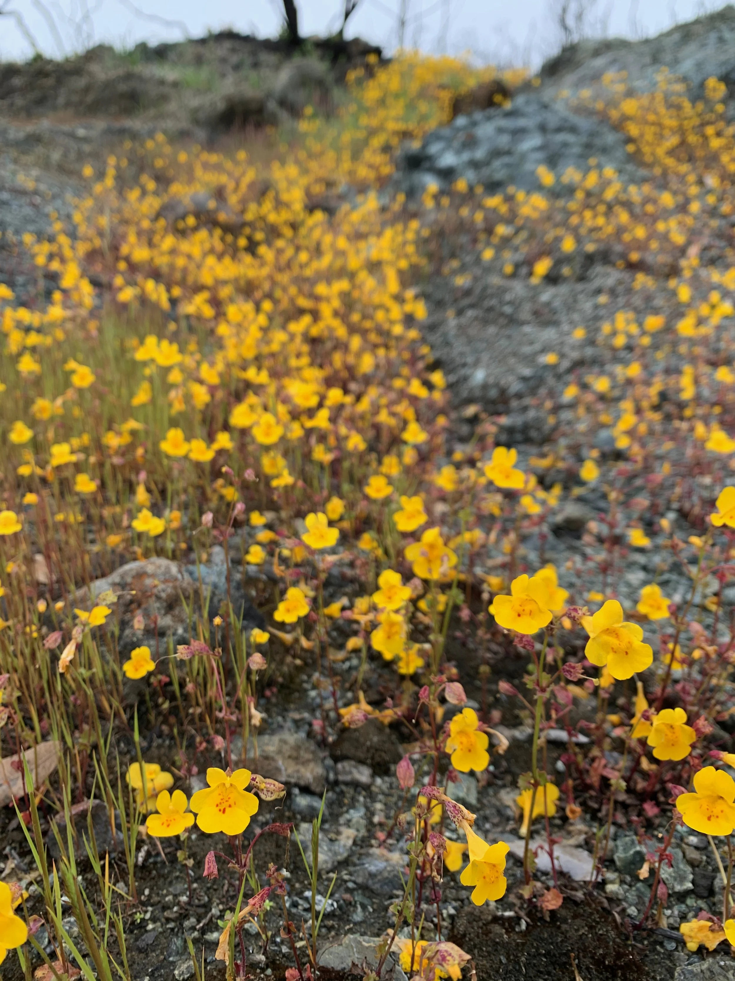 Yellow wildflowers growing among rocks and gravel in a natural outdoor setting.
