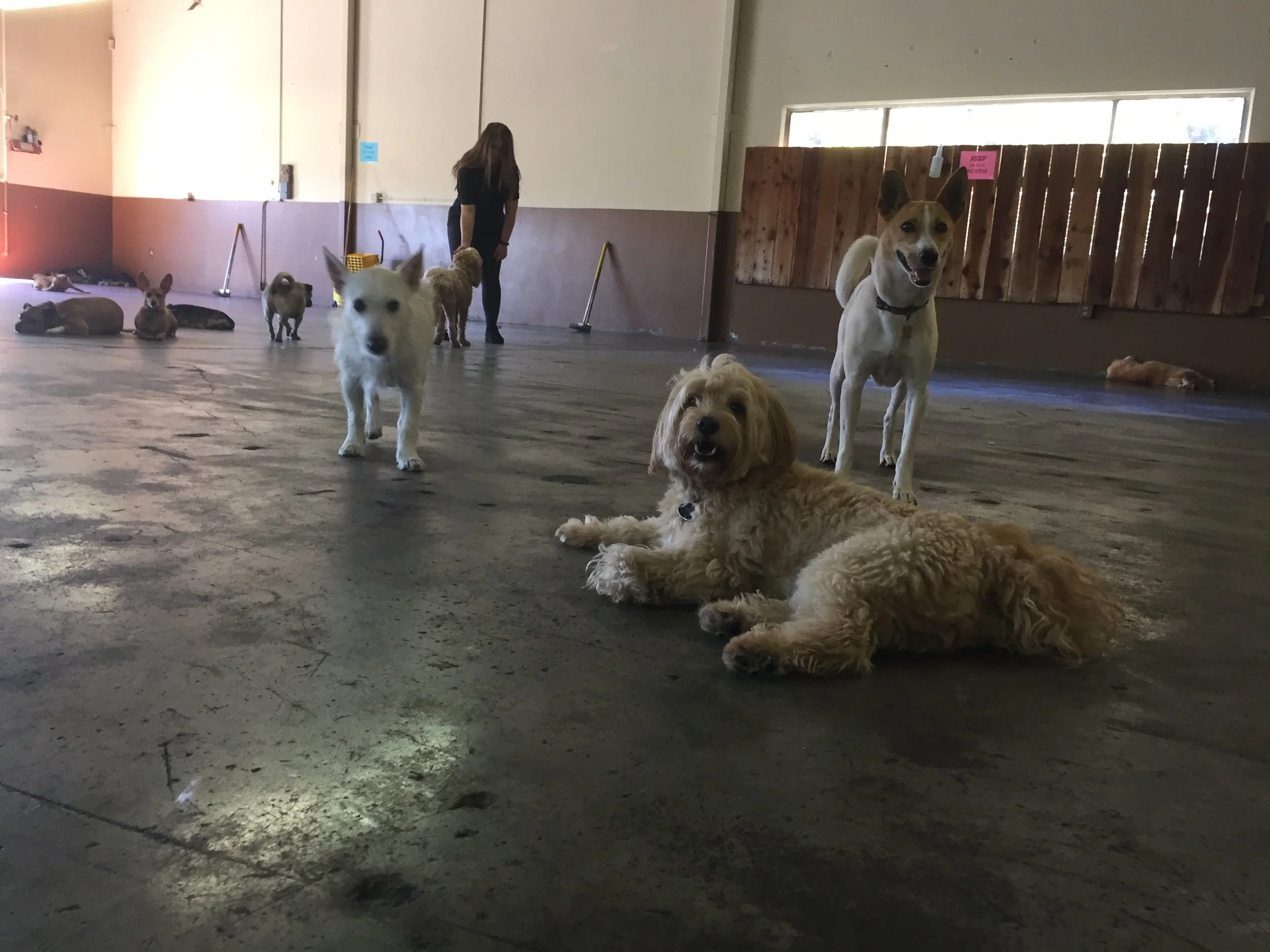 Multiple dogs in an indoor dog daycare or play area with a woman in the background. Some dogs are sitting or lying on the floor, while others are standing and looking towards the camera.