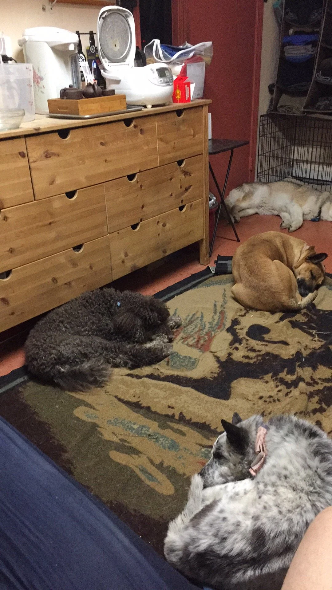 A cozy room with four sleeping animals on a patterned rug: a poodle curled up, a dog curled up, a grey and white husky mix lying on the floor, and a white fluffy dog on the right side. There is a wooden dresser with various items on top, including a white rice cooker, a red box, and small weights. Behind the animals, there is a metal crate, a small table, and a closet with shelves filled with clothes.