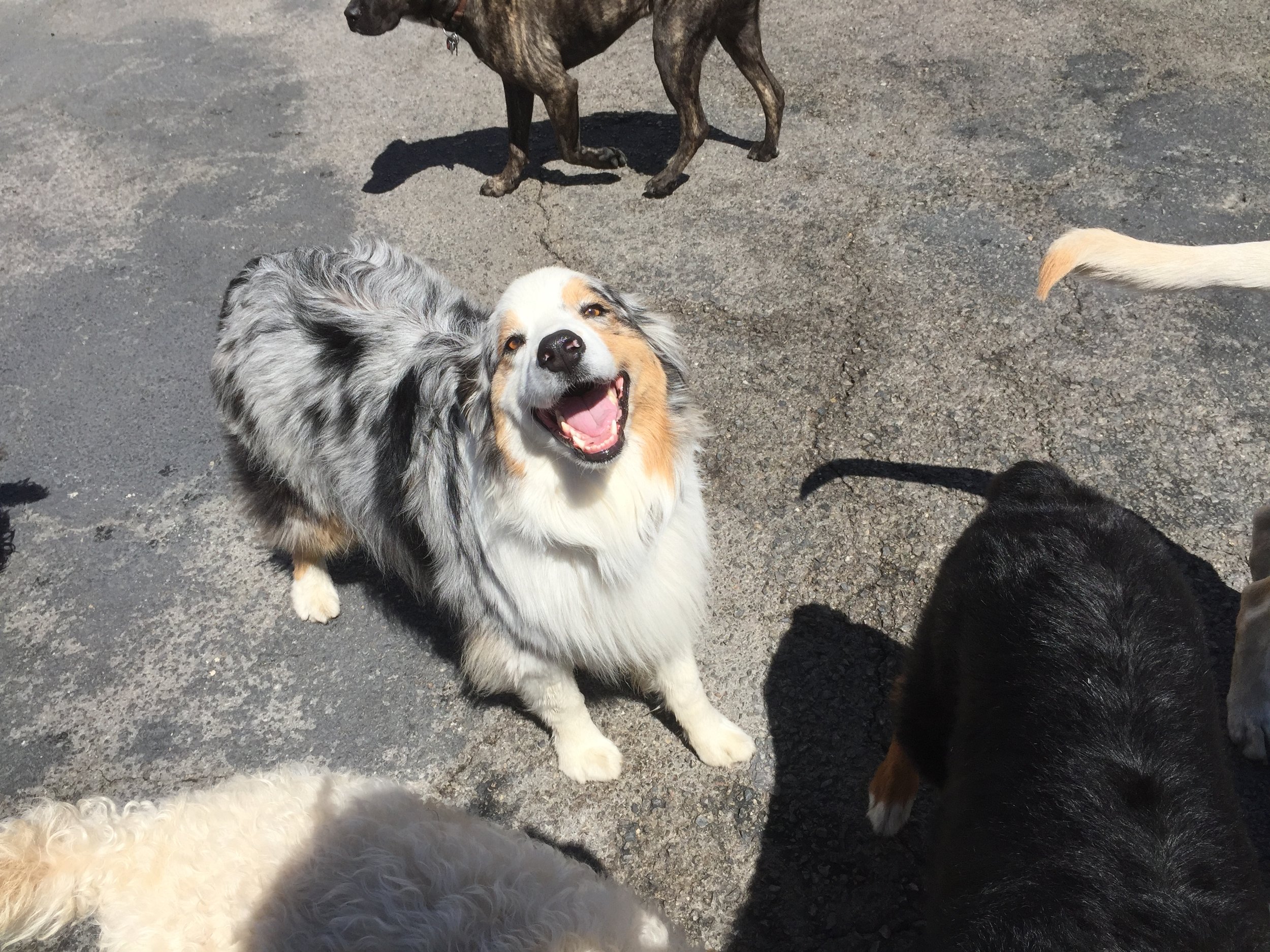 A happy, smiling Australian Shepherd dog standing on a paved surface among other dogs, with some dogs partially visible around it.