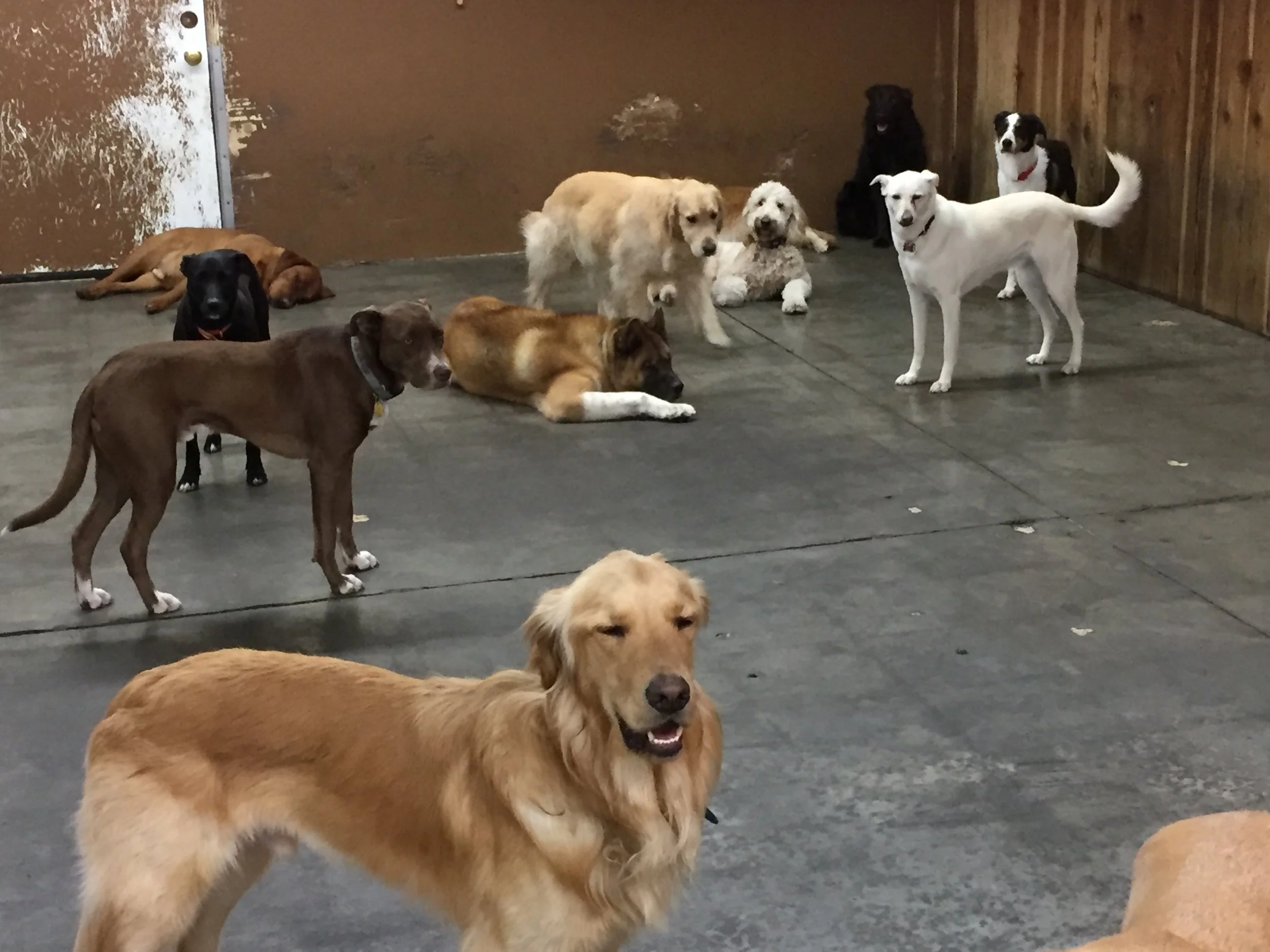 A group of dogs of various breeds and sizes inside a dog daycare or shelter, some sitting and others lying down on a concrete floor near wooden and painted walls.