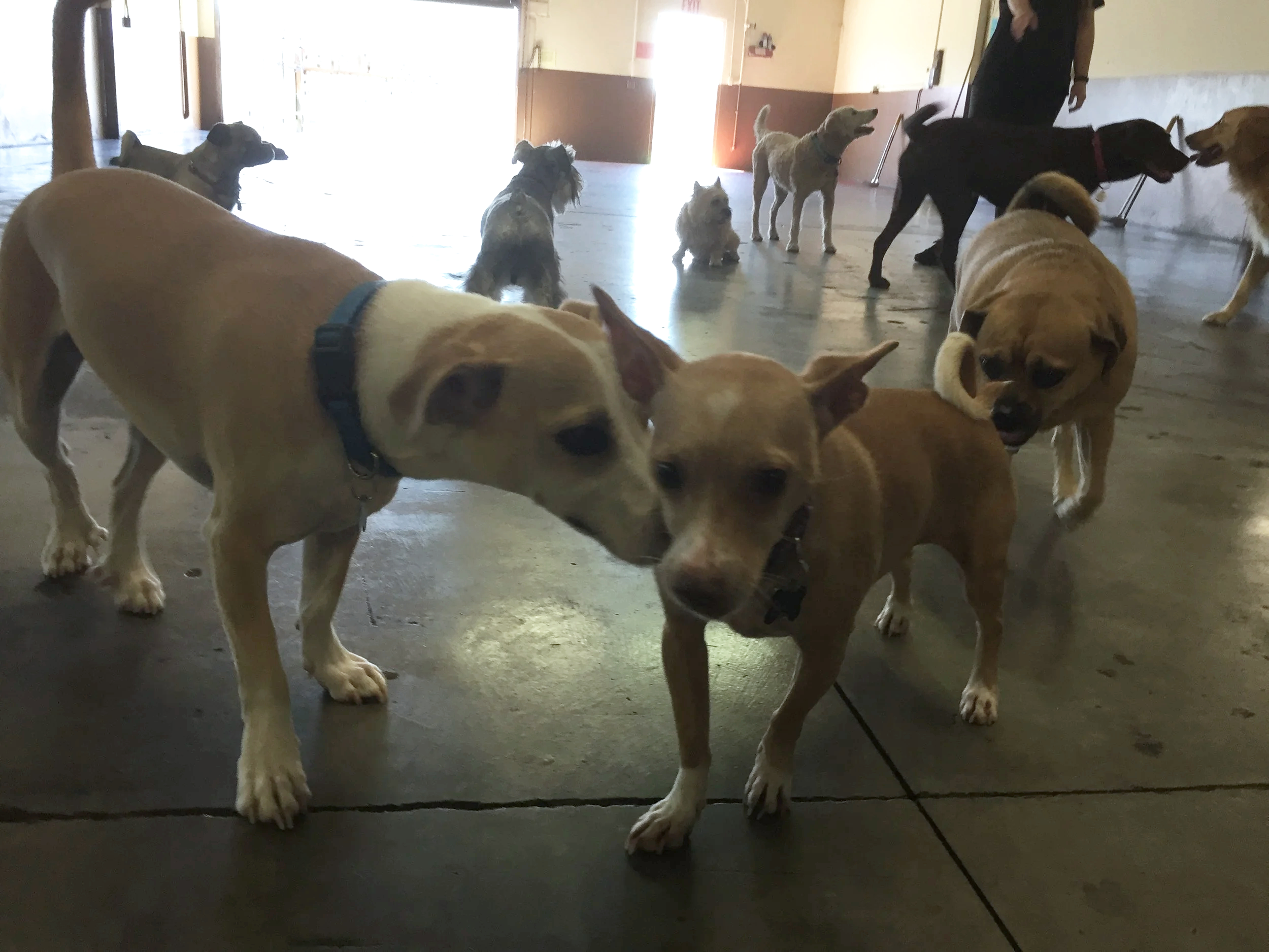 Multiple dogs of various breeds and sizes inside a building, some on leashes, with a person standing in the background.