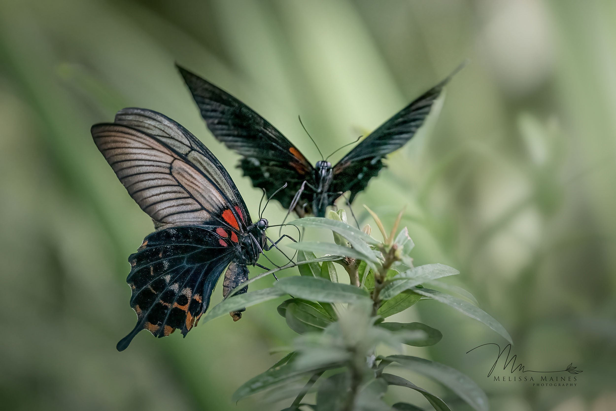Two black papilo butterflies with white, orange and red markings on green foliage.