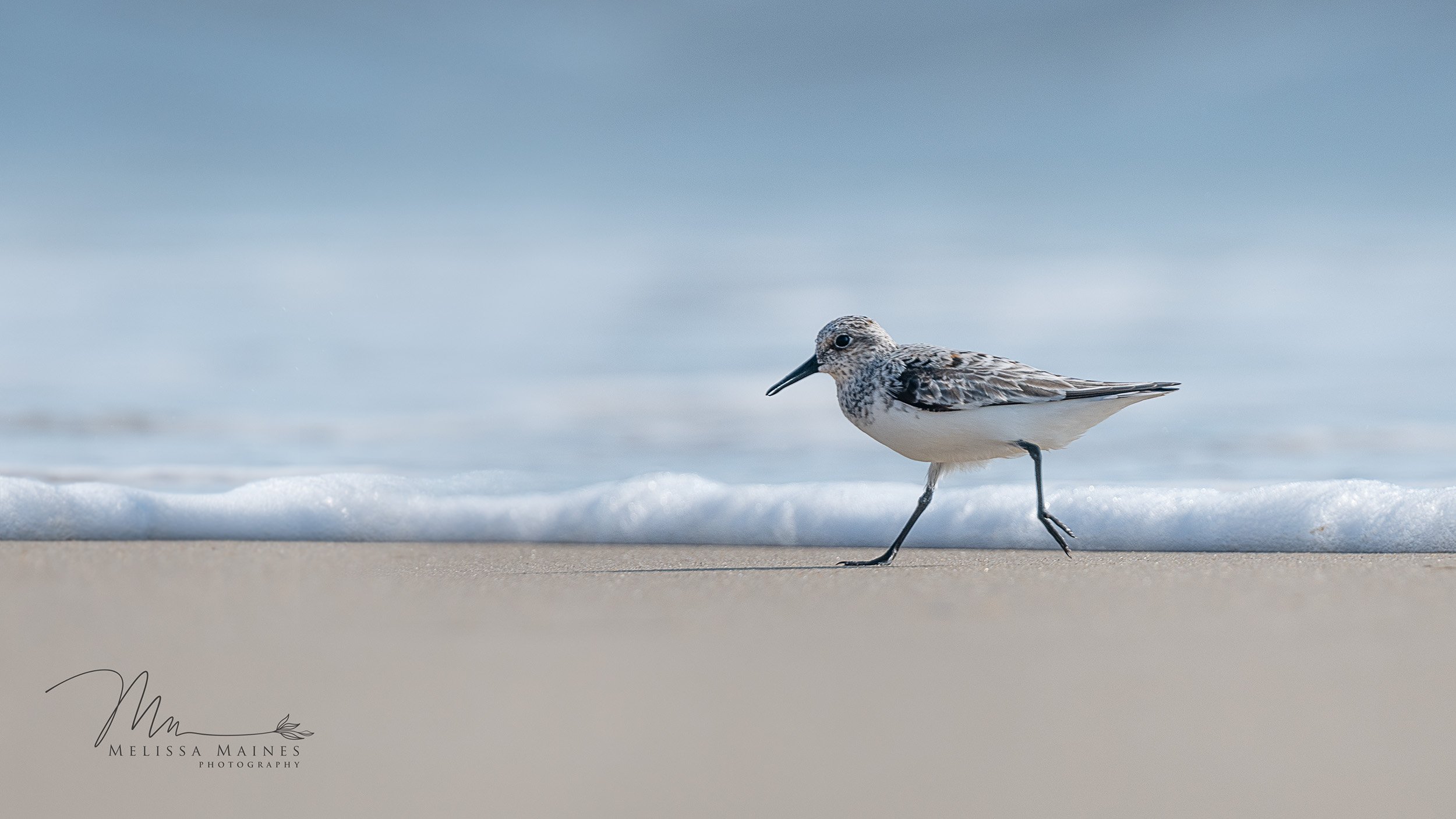 Sand piper on a beach in the Outer Banks