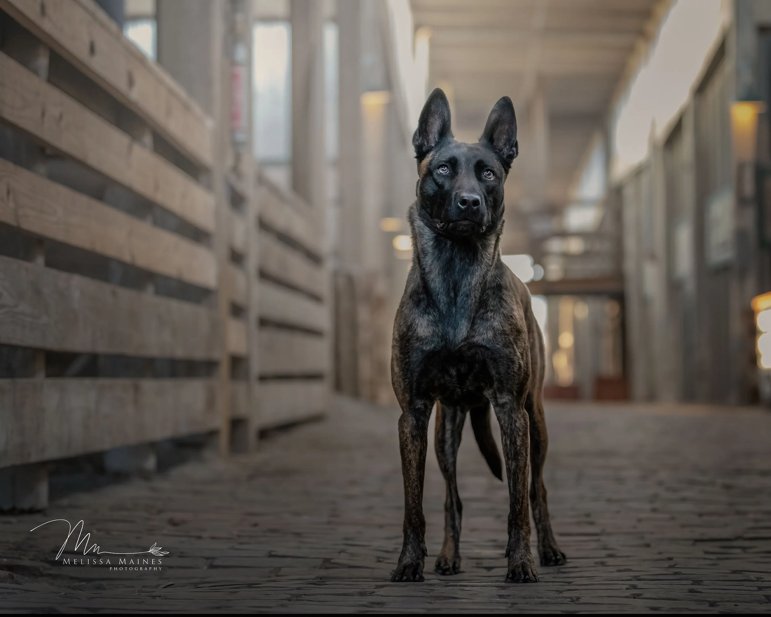 A brindle-coated Belgian Malinois dog standing inside a building at the Fort Worth Stockyards.