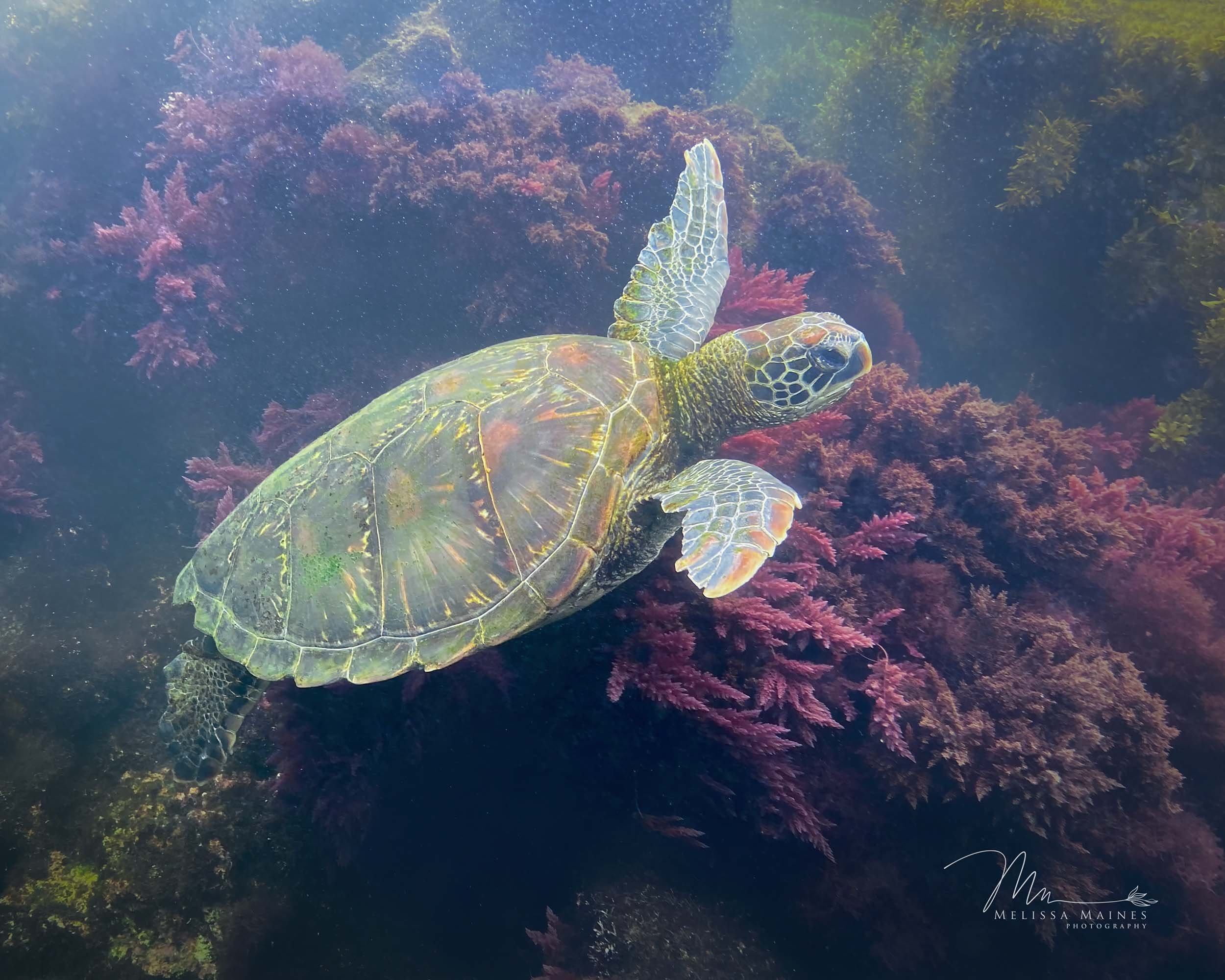 Galapagos green sea turtle near Isla Isabela, Galapagos Islands 