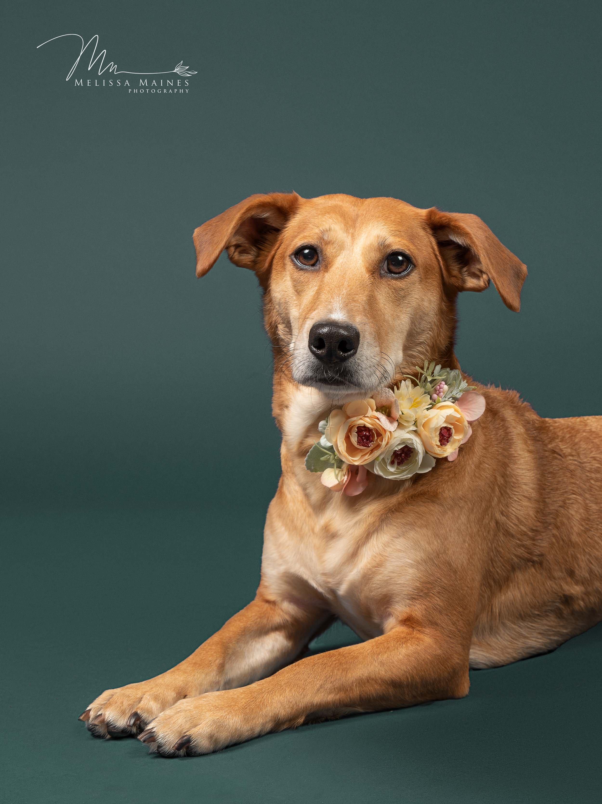 A brown dog with floppy ears, lying on a dark green background. The dog is wearing a floral collar made of cream and purple flowers.