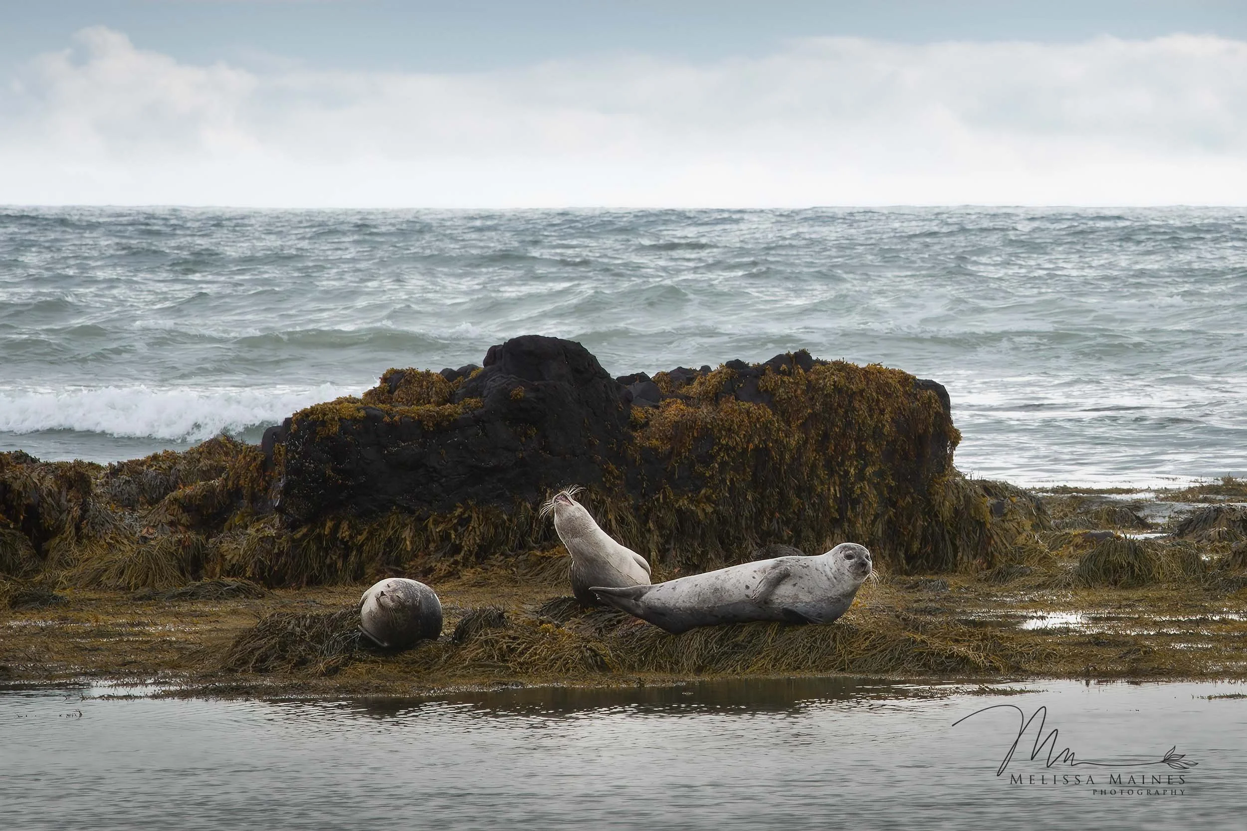 Harbor seals on Seal Beach, Iceland