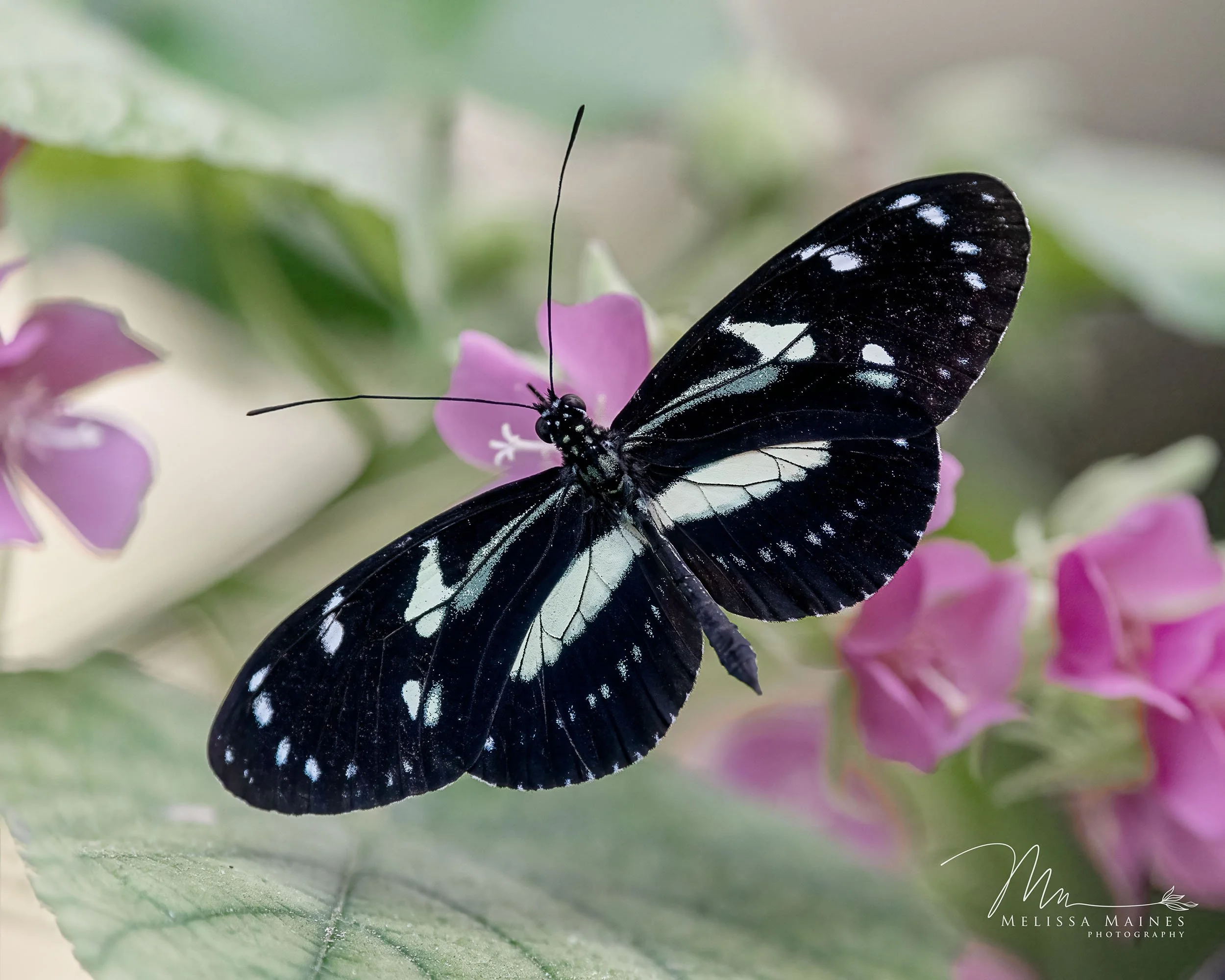 A black and white heliconius butterfly perched on pink flowers with green leaves in the background.