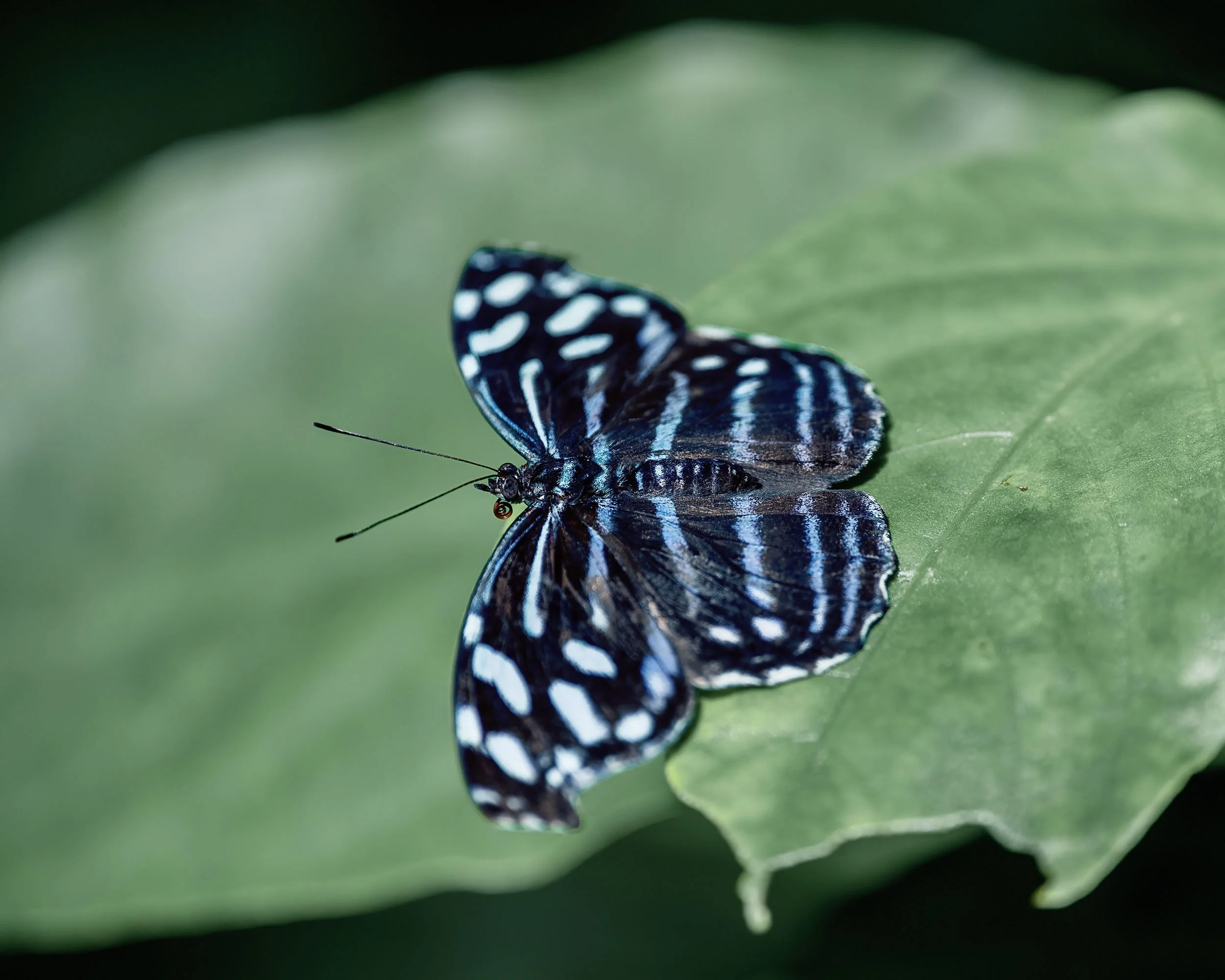 Close-up of a black and blue Myscelia butterfly resting on a green leaf.