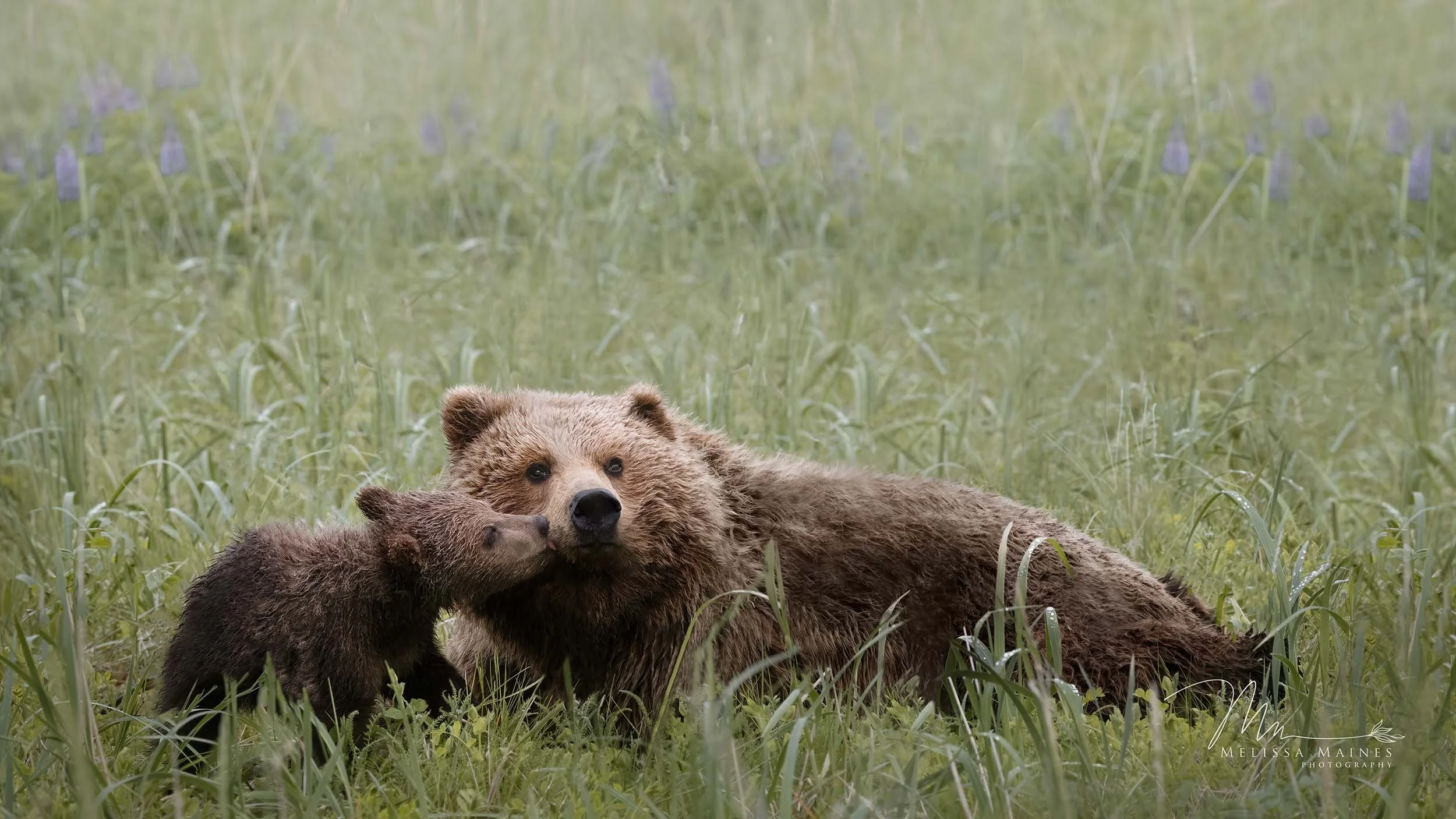 Coastal brown bear family at Lake Clark National Park, Alaska