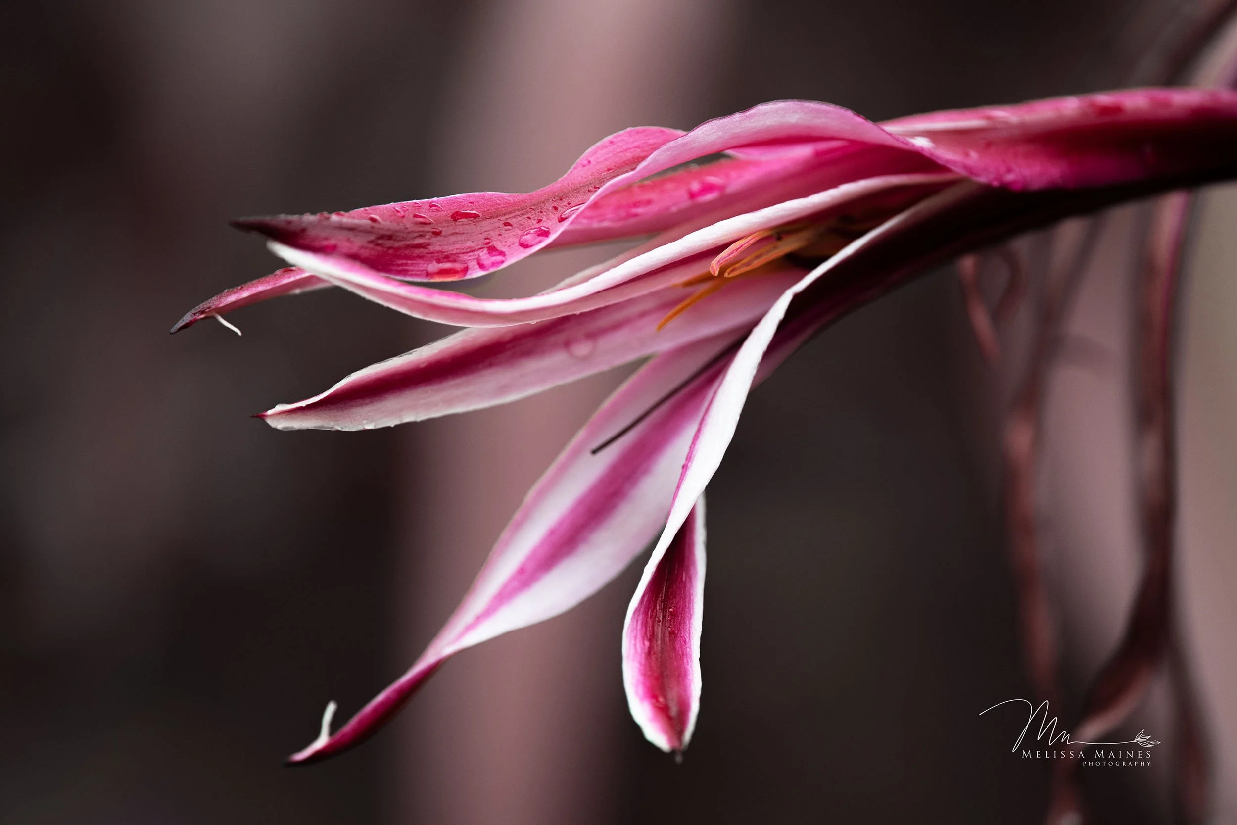Close-up of pink and white flower with water droplets on petals