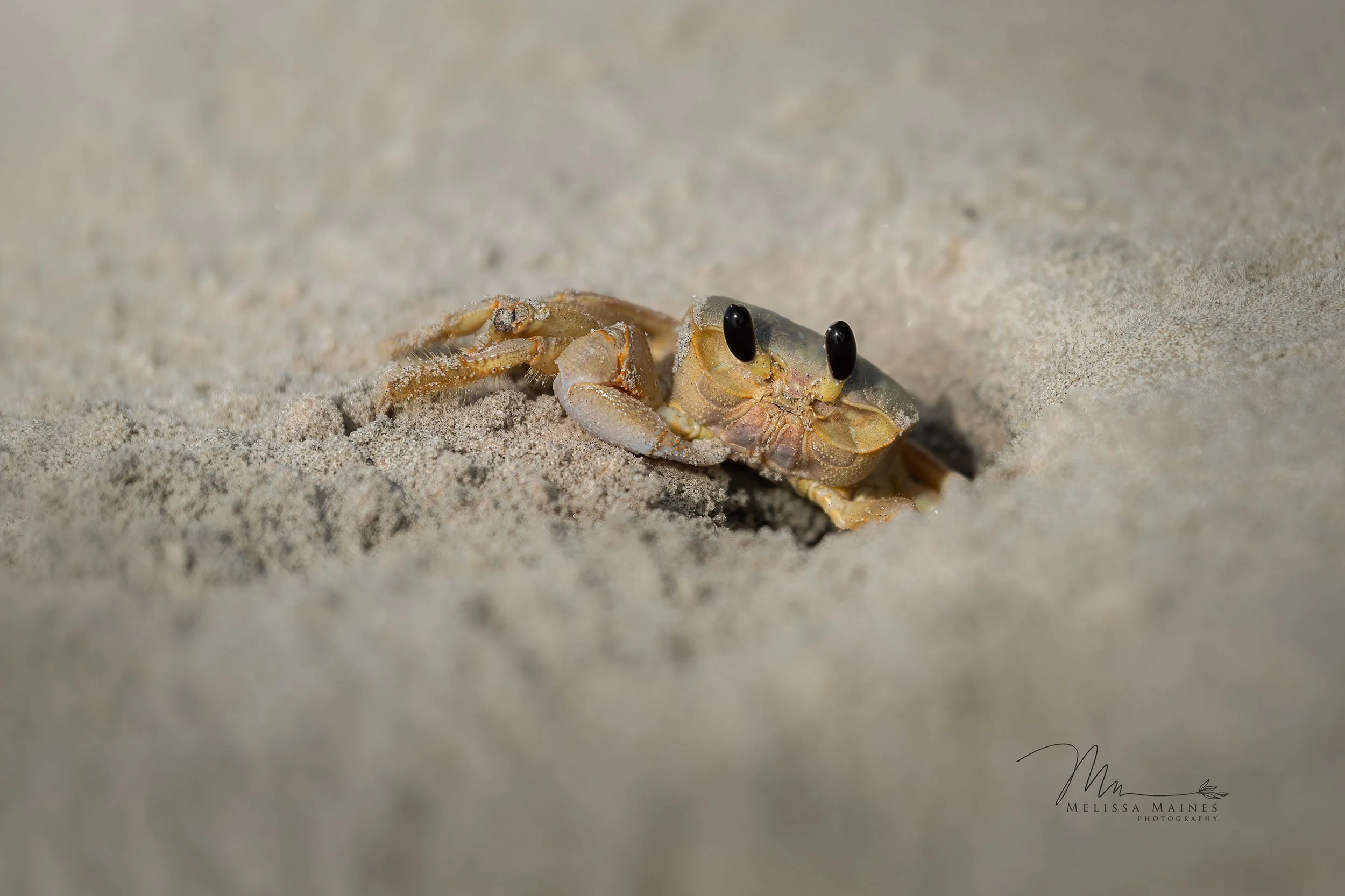 Ghost crab on an Outer Banks beach