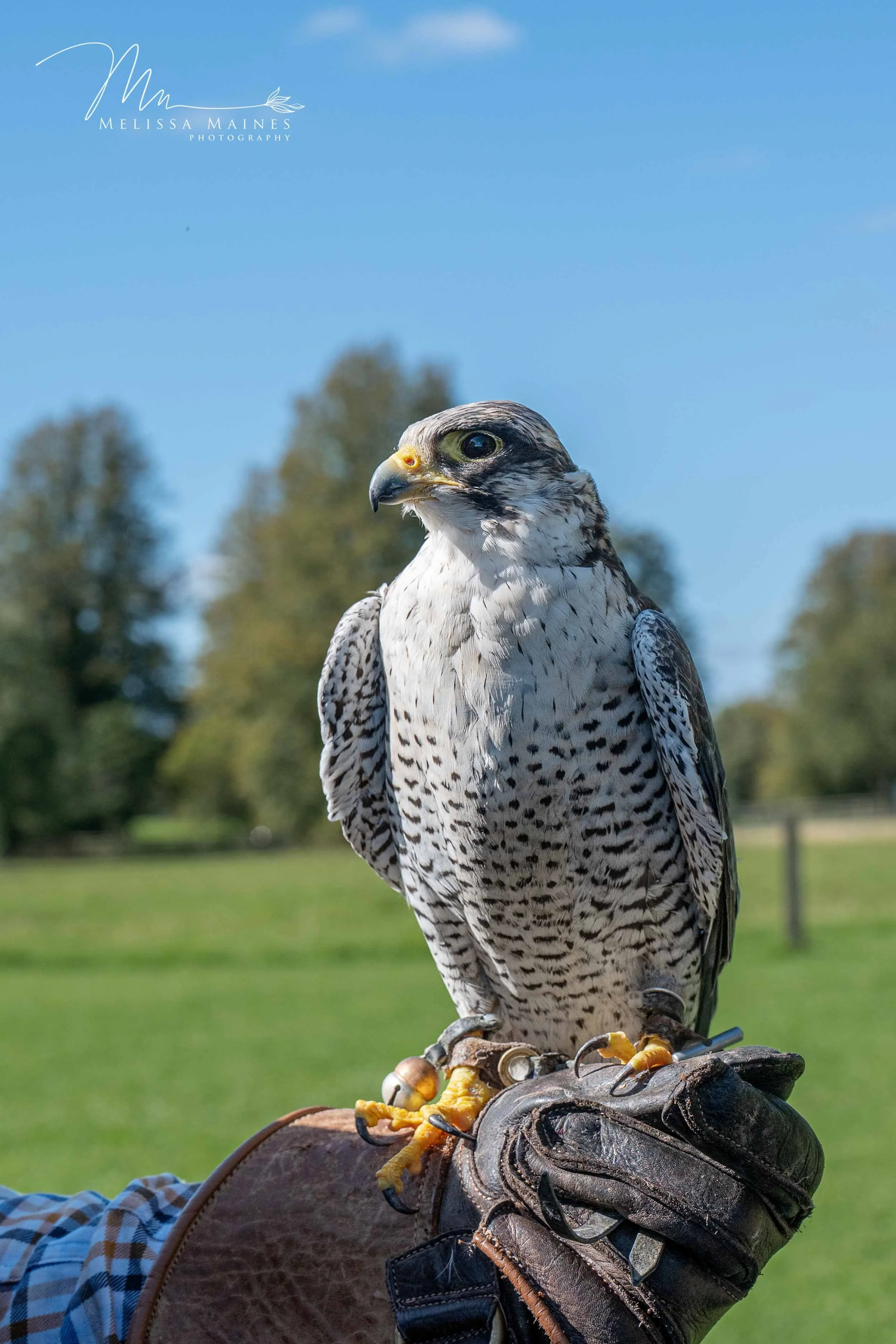 This peregrine falcon was such an intense bird!