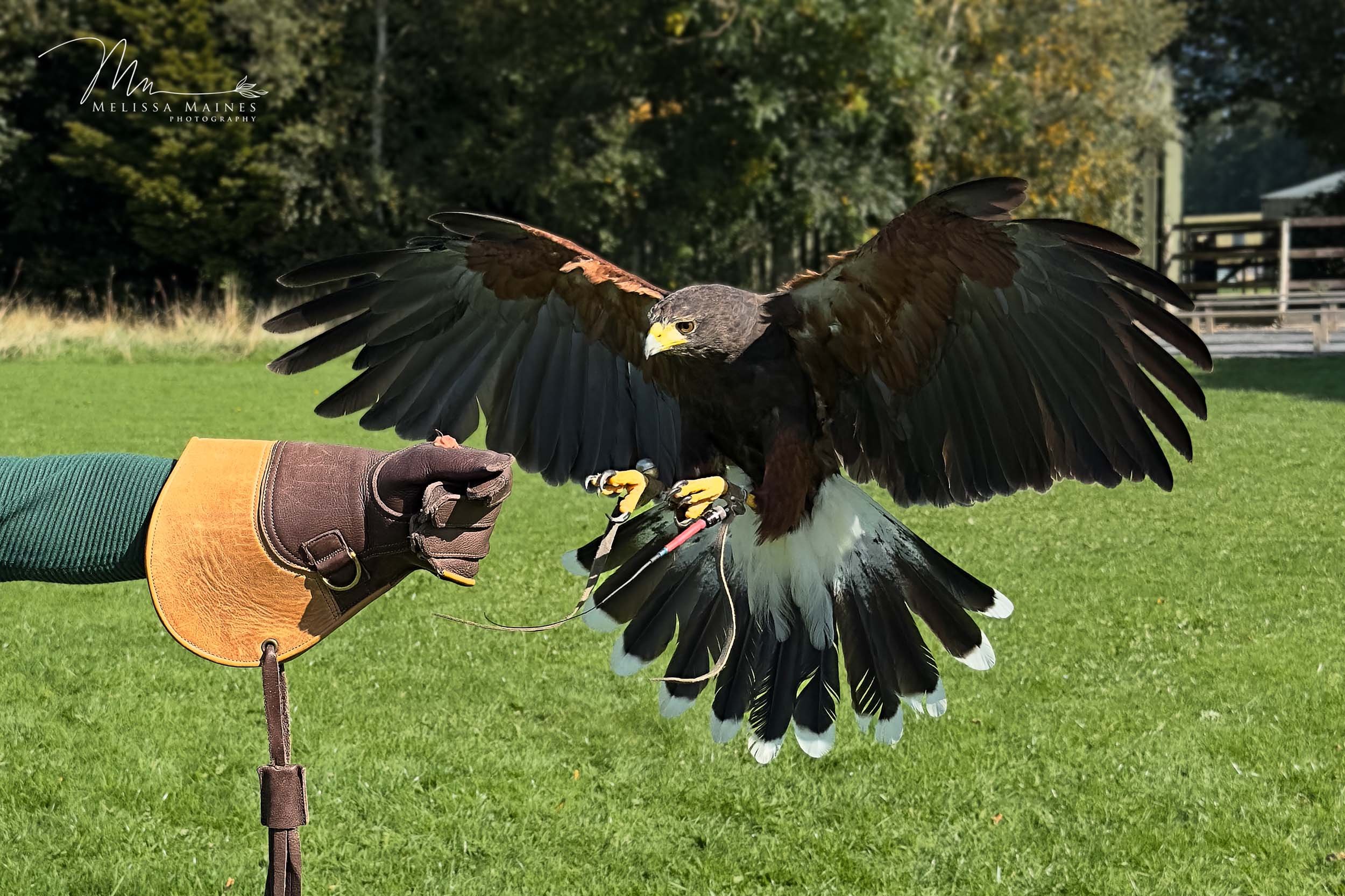 Mabel the Harris hawk landing approach