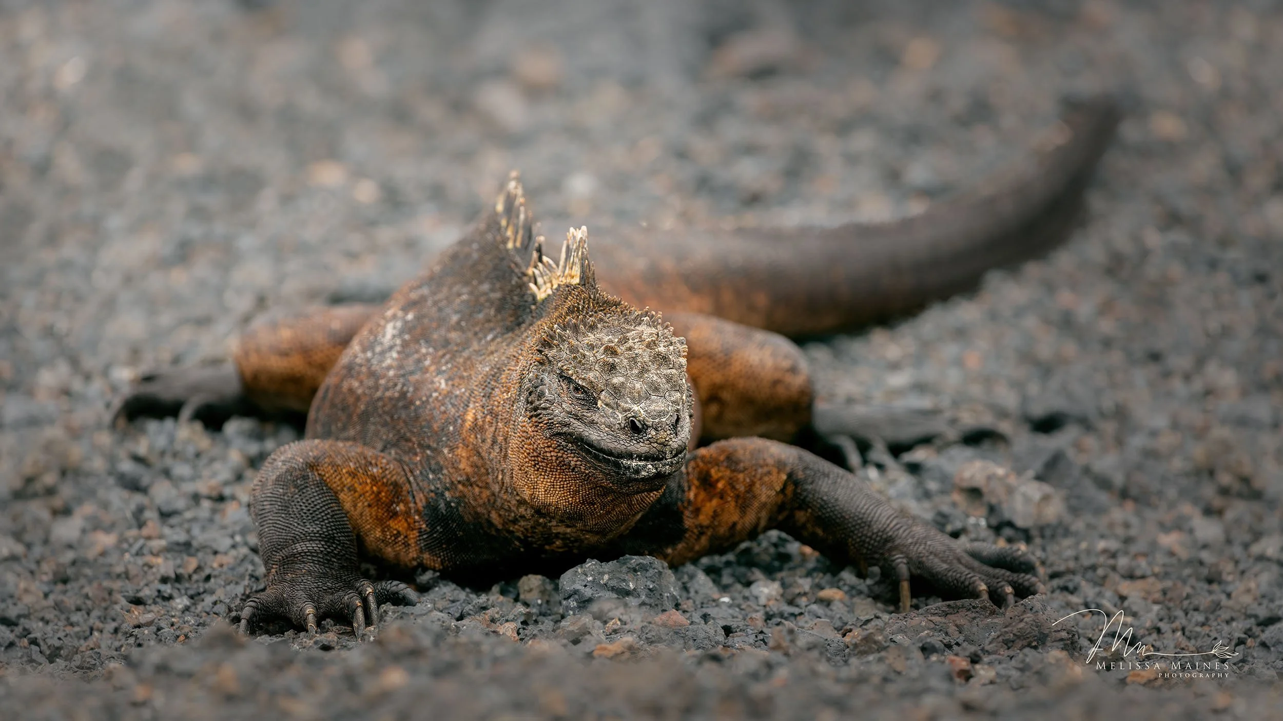 Galapagos Iguana lizard of the Galapagos Islands