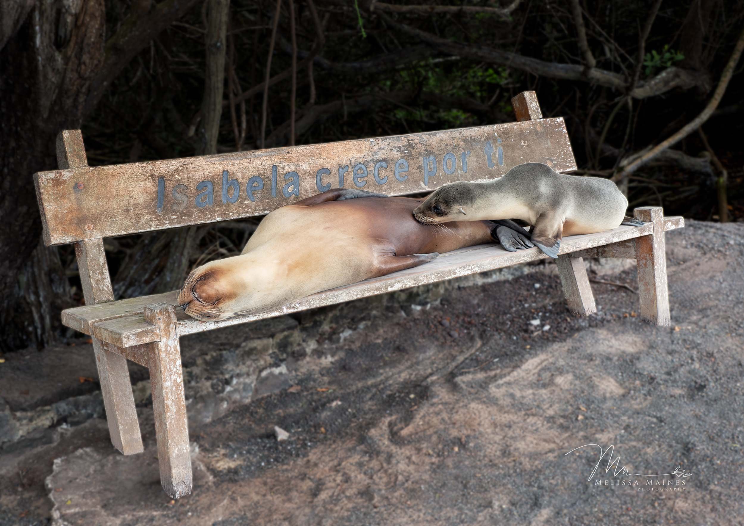 Galapagos sea lion nursing its baby on Isla Isabela, Galapagos Islands
