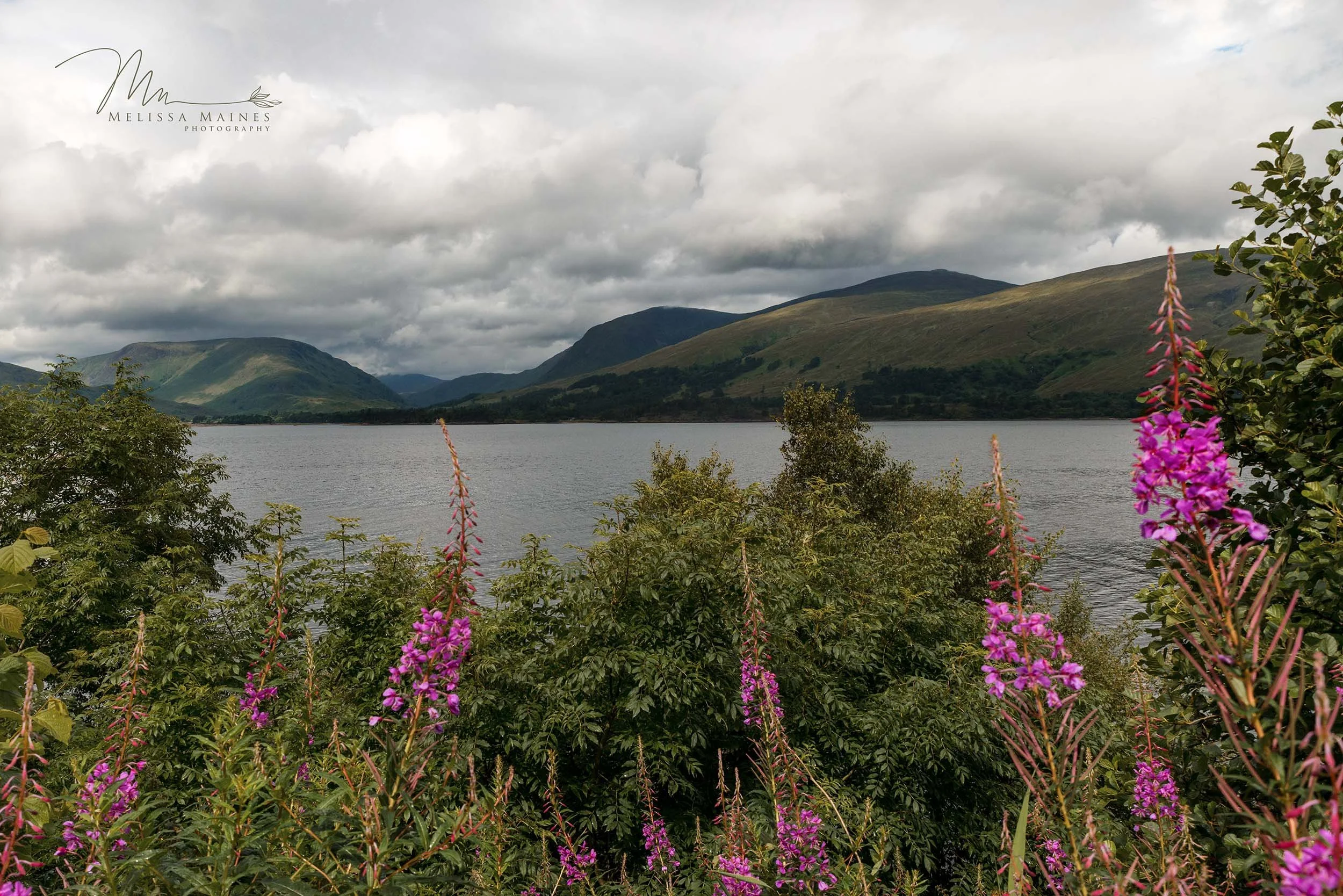 A lake in Scotland surrounded by green hills with purple wildflowers.
