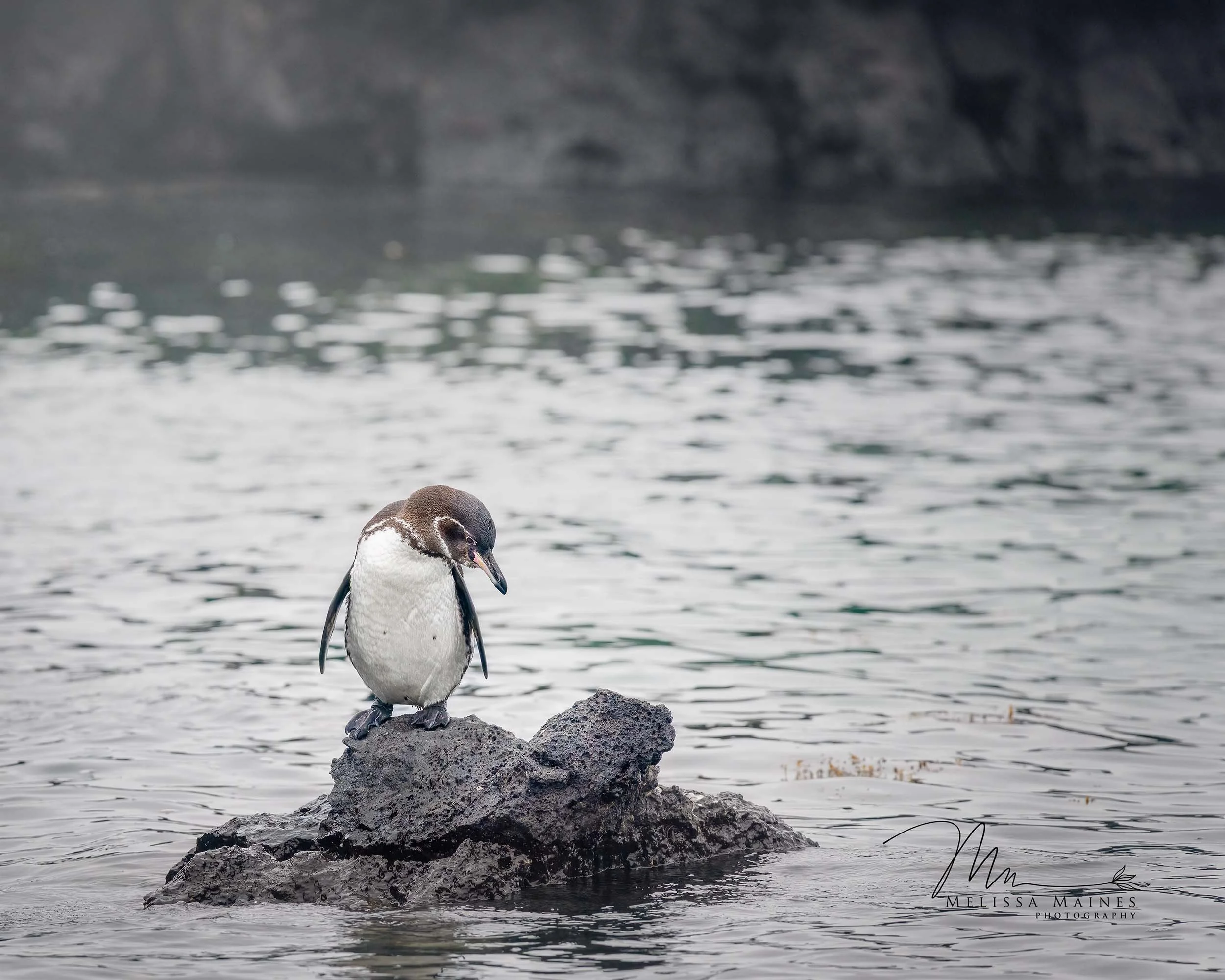Galapagos penguin near Isla Isabela, Galapagos Islands