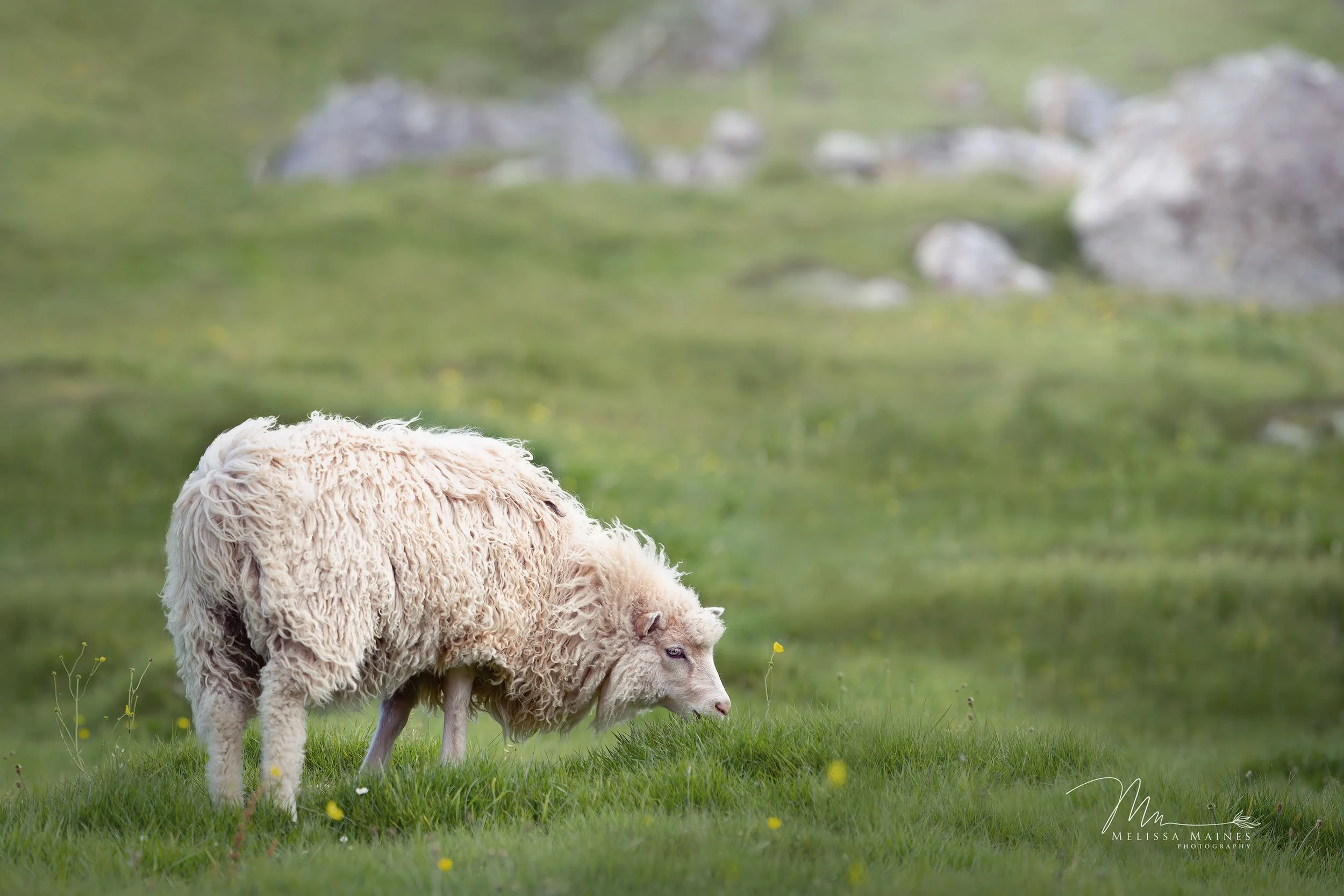 Faroese Sheep in a pasture on the Faroe Islands